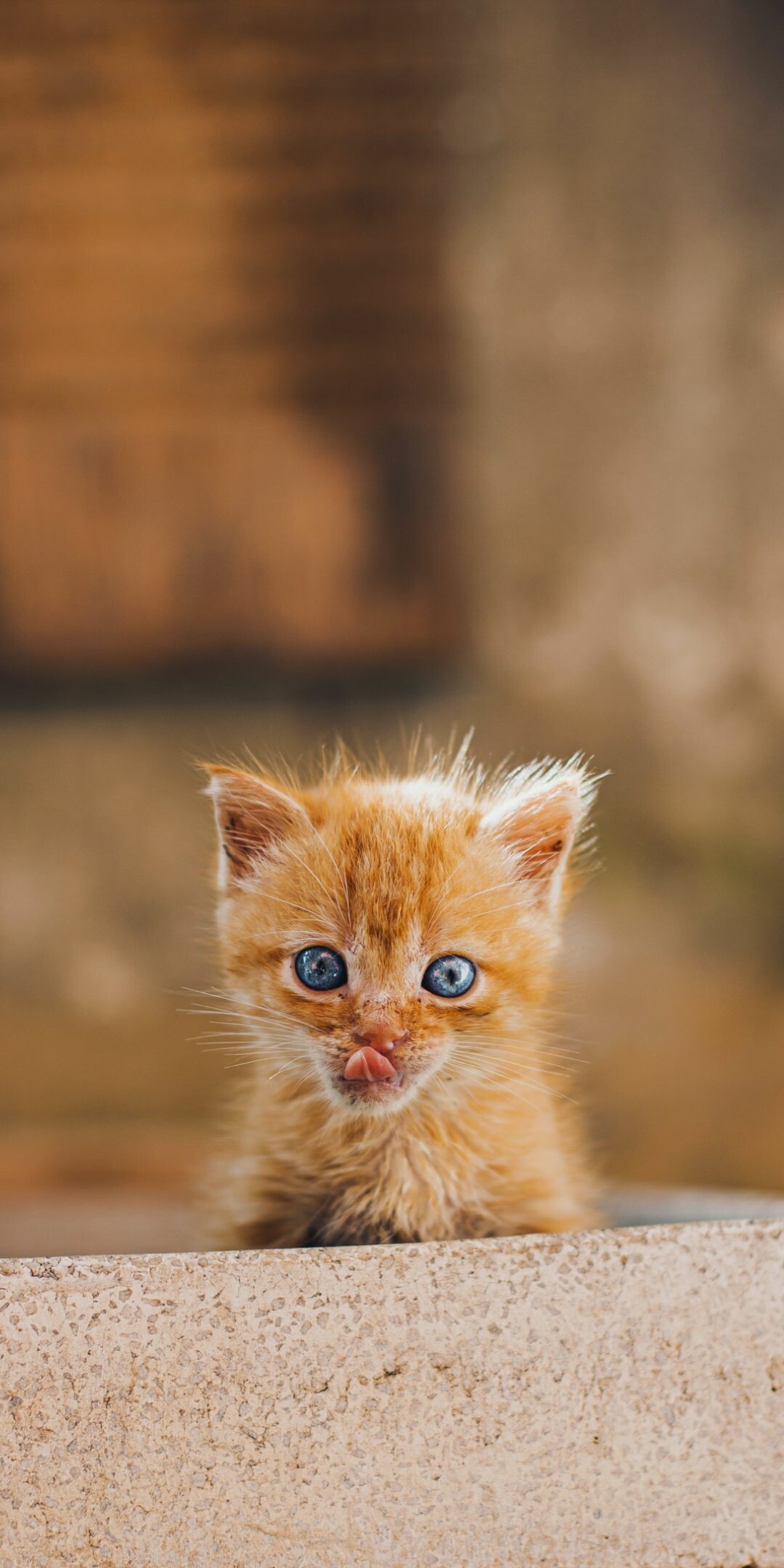Tabby kitten, Praying paws pose, Green bokeh background Tabby kitten, Praying paws pose, Green bokeh background — 1080×2160 HD wallpaper