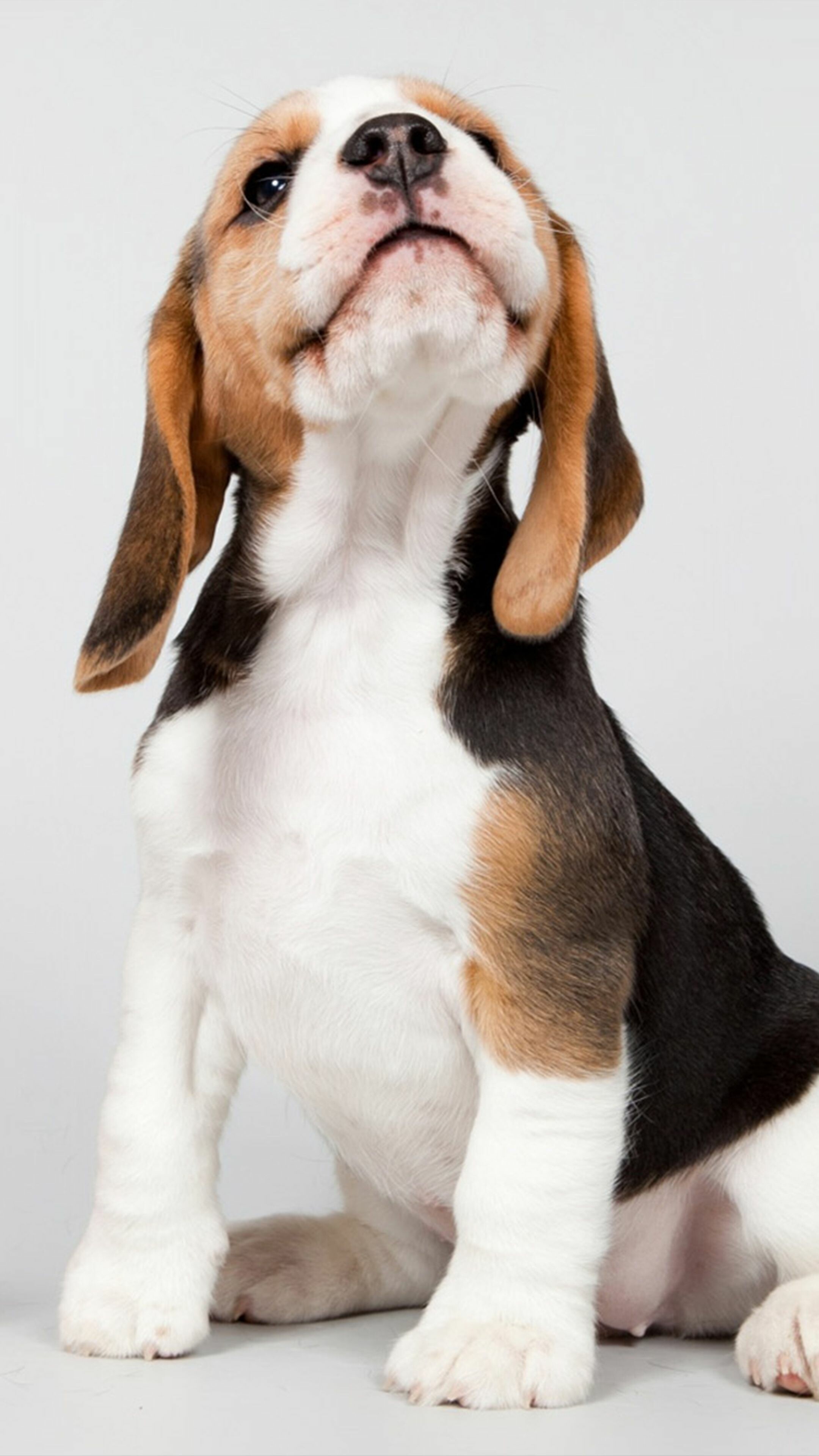 Beagles Beagles — 2160×3840 HD wallpaper