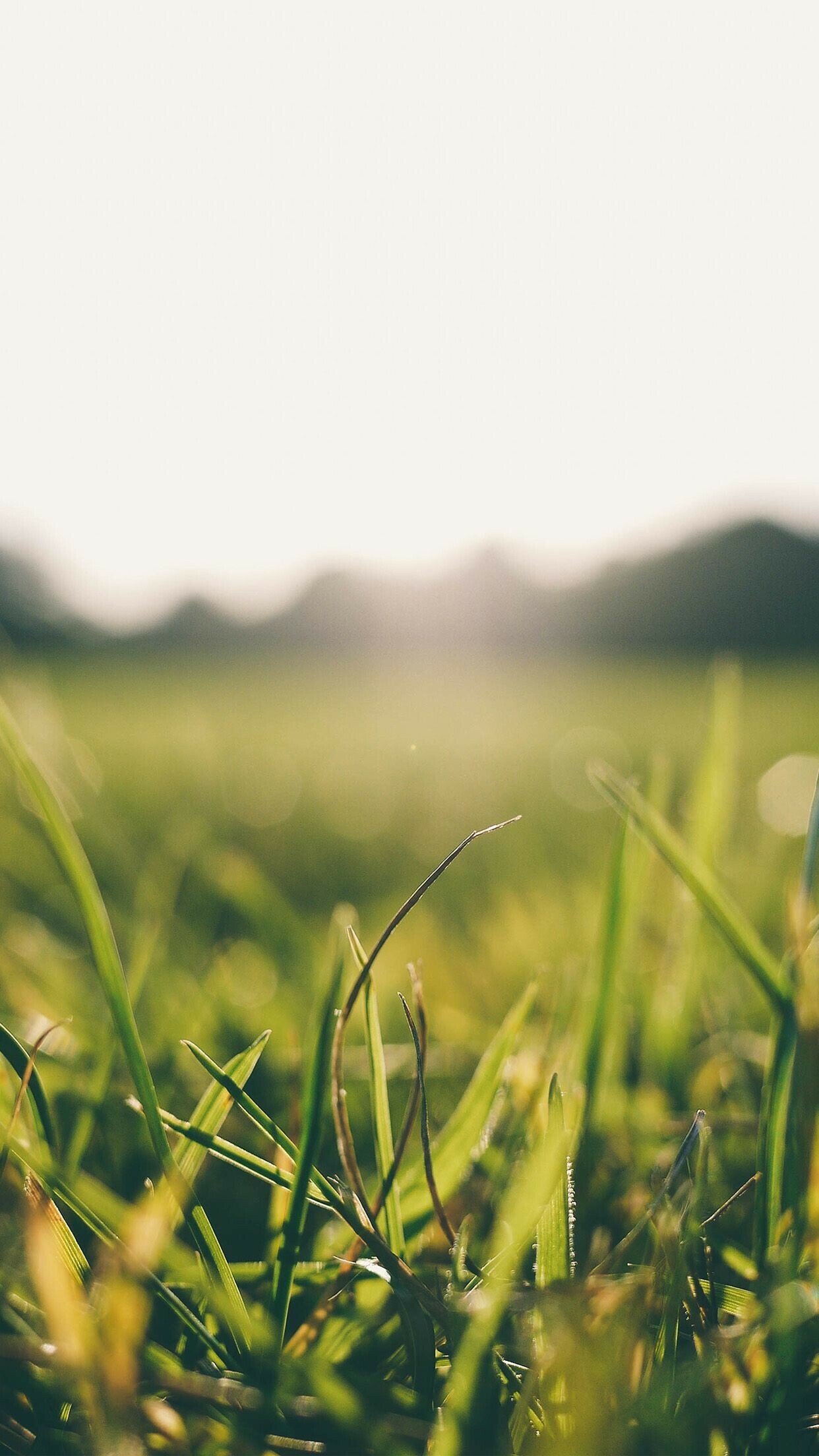 Grassland, Summer Wallpaper, HD Phone Grassland, Summer Wallpaper, HD Phone — 1242×2208 HD wallpaper