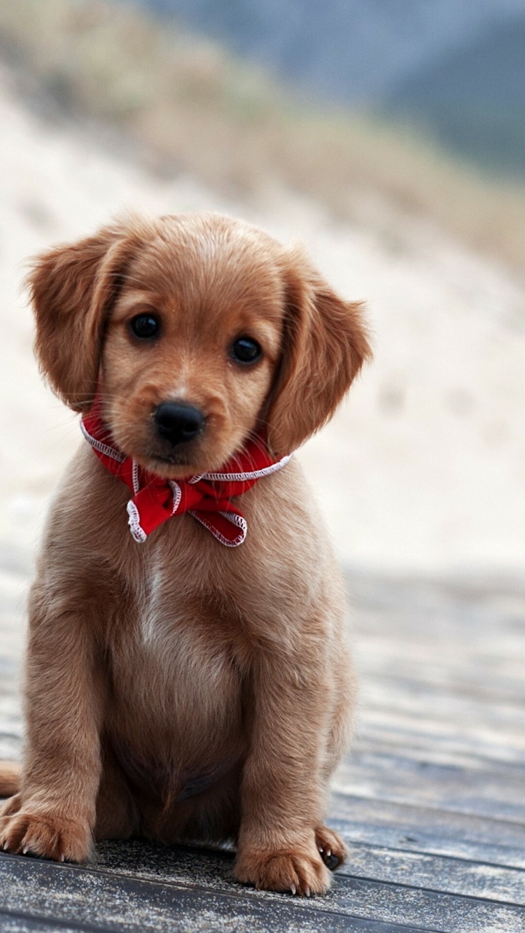Golden Retriever puppy, Red bandana neckerchief, Wooden deck boards Golden Retriever puppy, Red bandana neckerchief, Wooden deck boards — 1080×1920 HD wallpaper