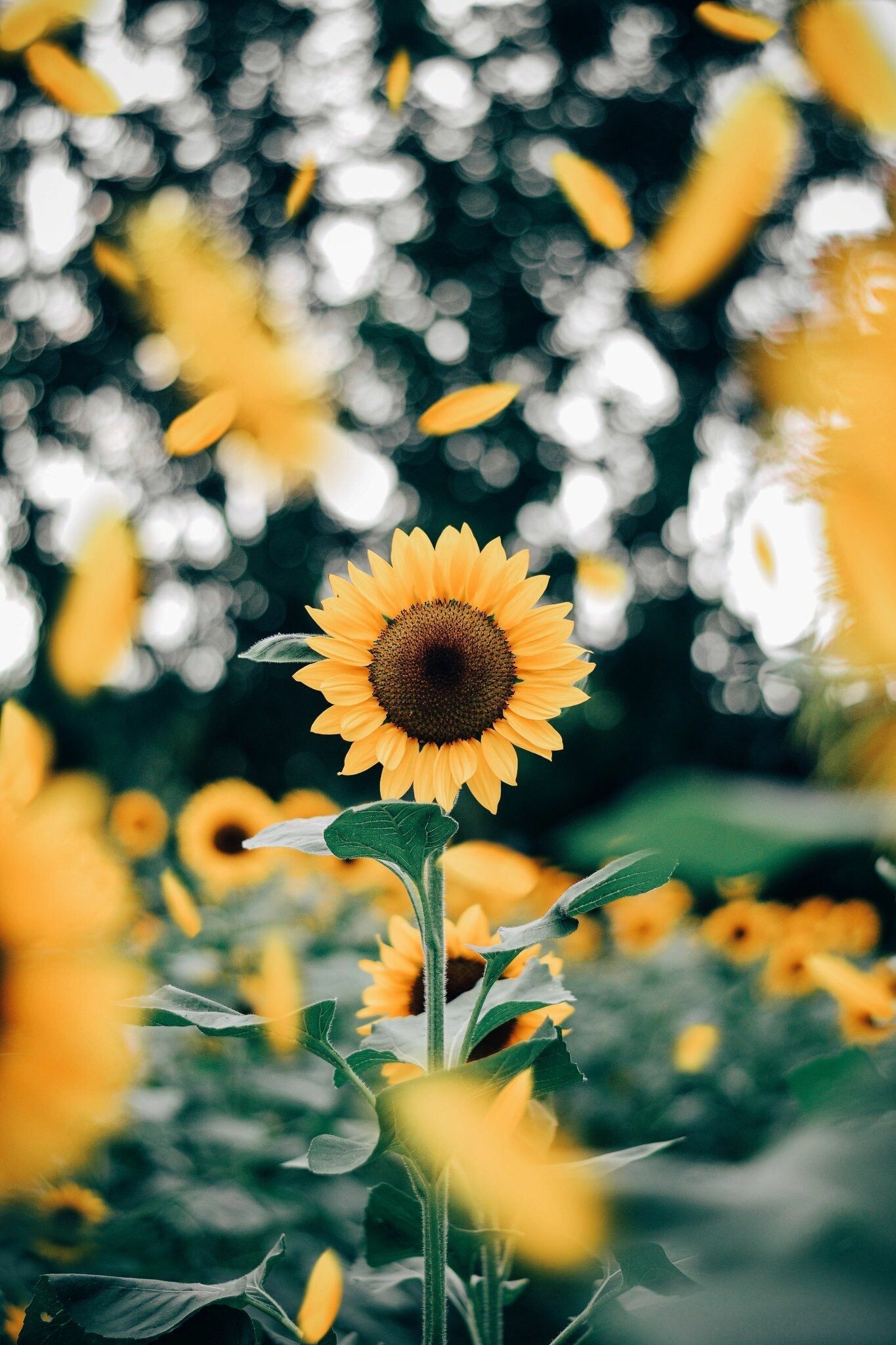 Sunflower Petals, Sunflowers Wallpaper, HD Phone Sunflower Petals, Sunflowers Wallpaper, HD Phone — 1365×2048 HD wallpaper