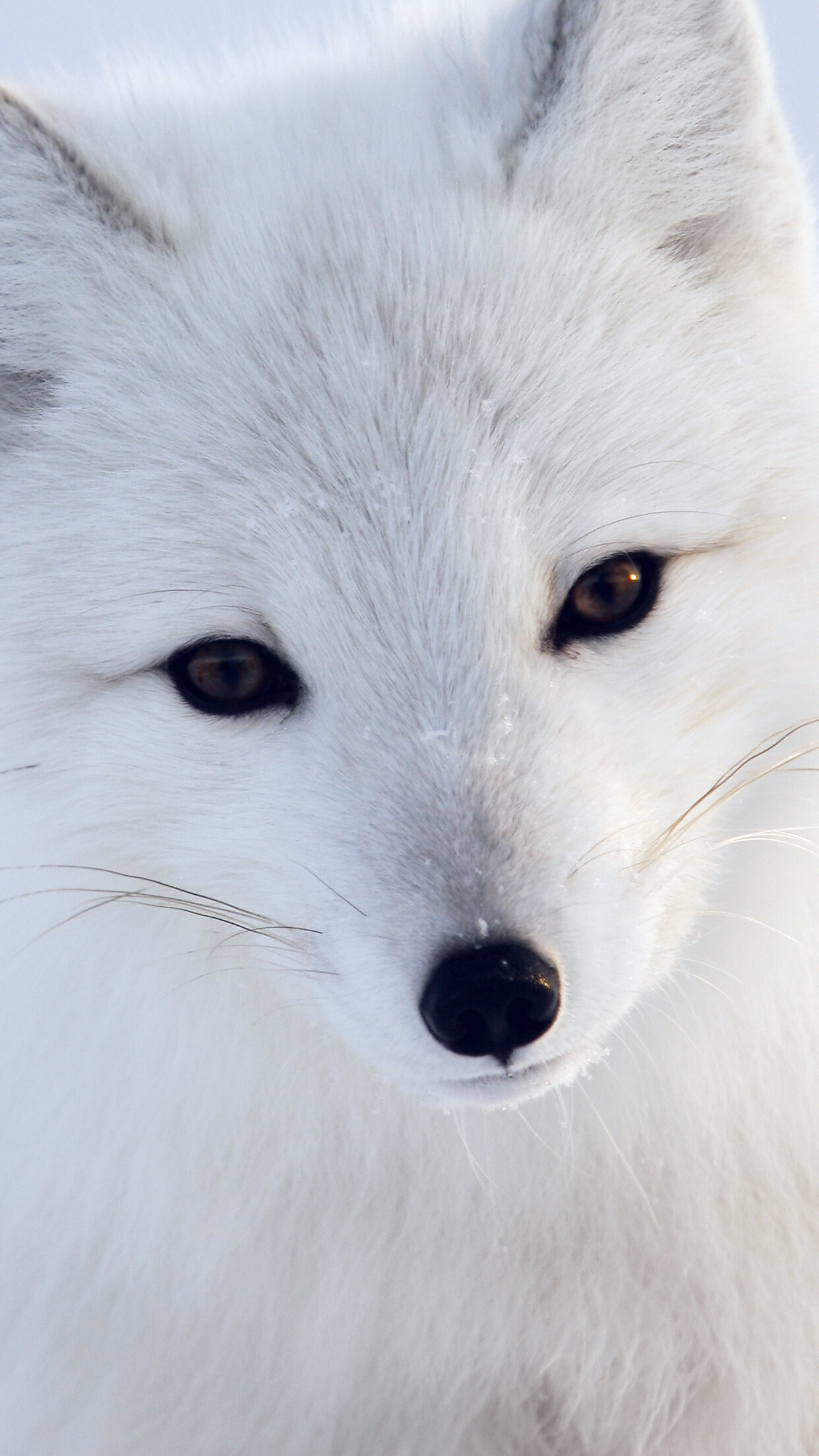 Arctic fox closeup, Amber eyes black nose, Snowy white fur — 1242×2208 HD wallpaper