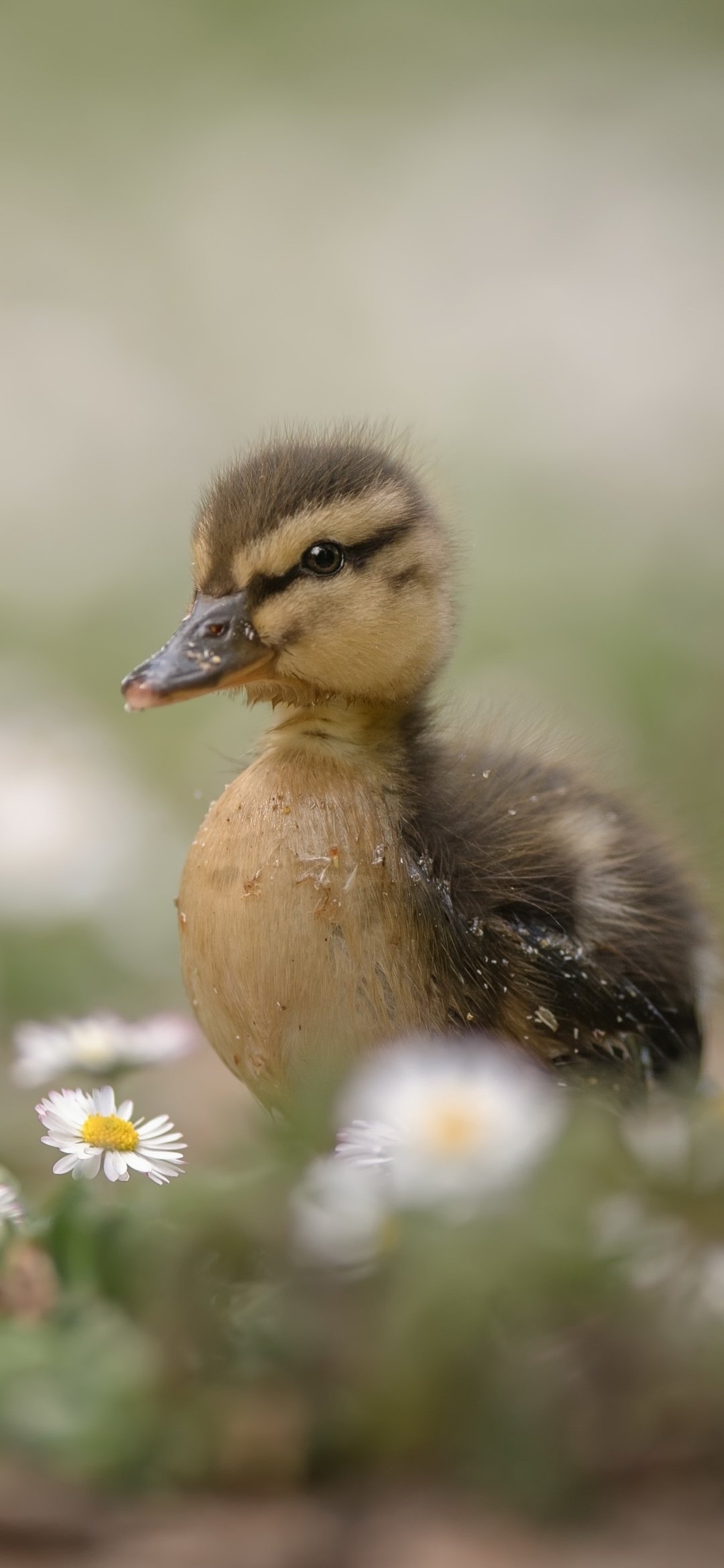 Mallard duckling, White daisies foreground, Blurred green meadow Mallard duckling, White daisies foreground, Blurred green meadow — 1080×2340 HD wallpaper