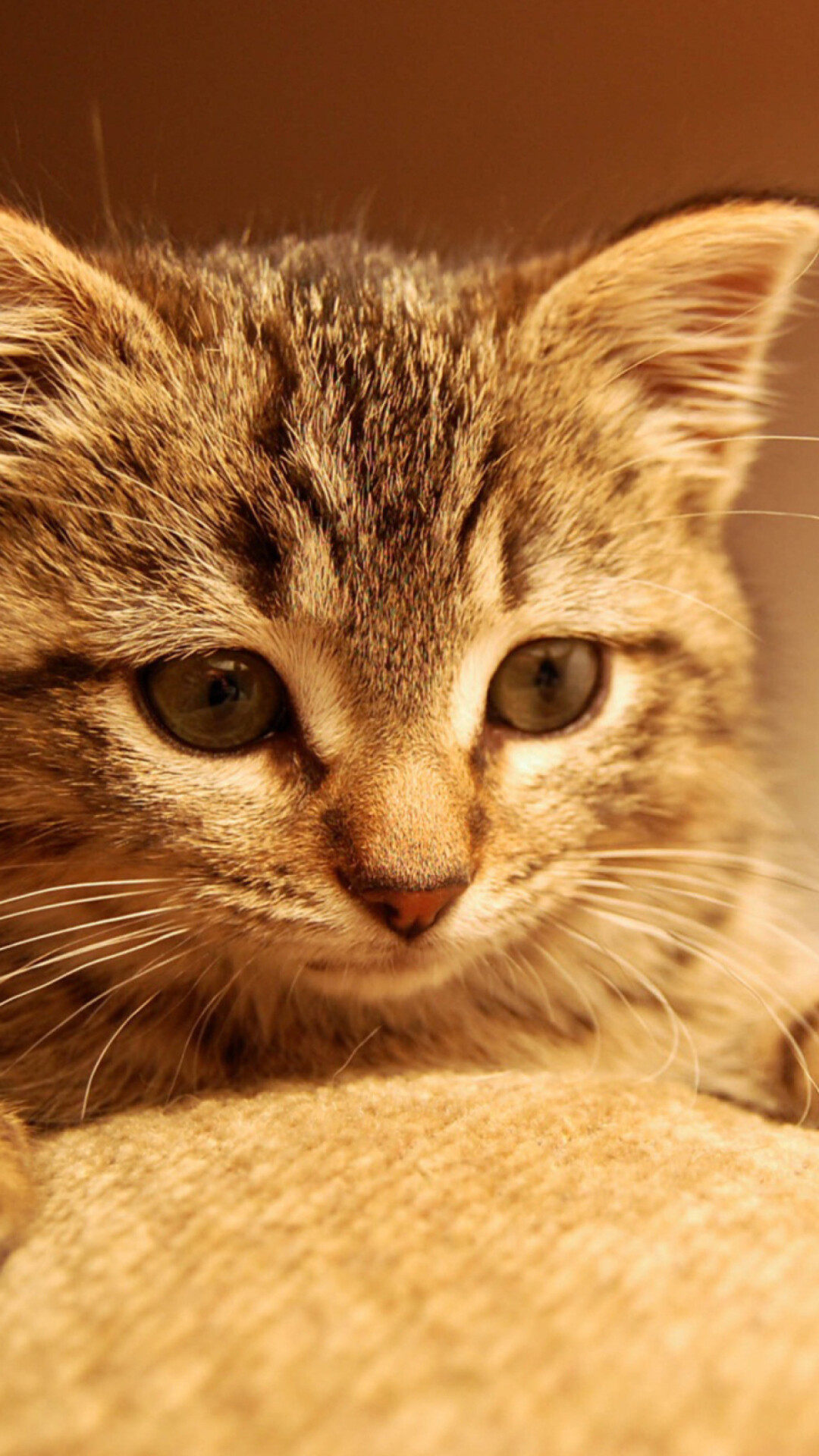 Brown tabby kitten, Green eyes, Woven beige blanket Brown tabby kitten, Green eyes, Woven beige blanket — 1080×1920 HD wallpaper