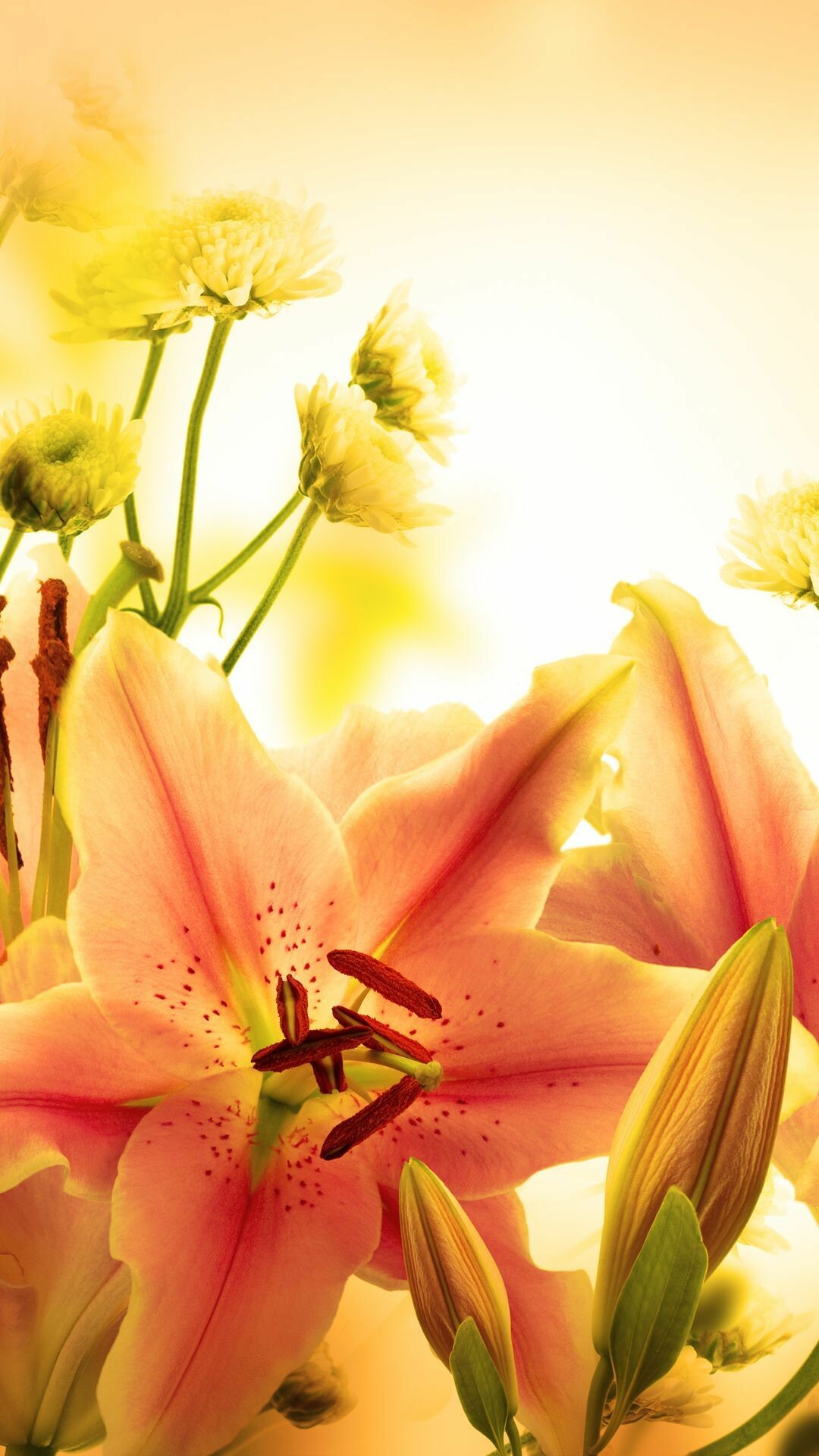 Pink Stargazer lily, Yellow chrysanthemum buds, Warm golden bokeh Pink Stargazer lily, Yellow chrysanthemum buds, Warm golden bokeh — 1080×1920 HD wallpaper