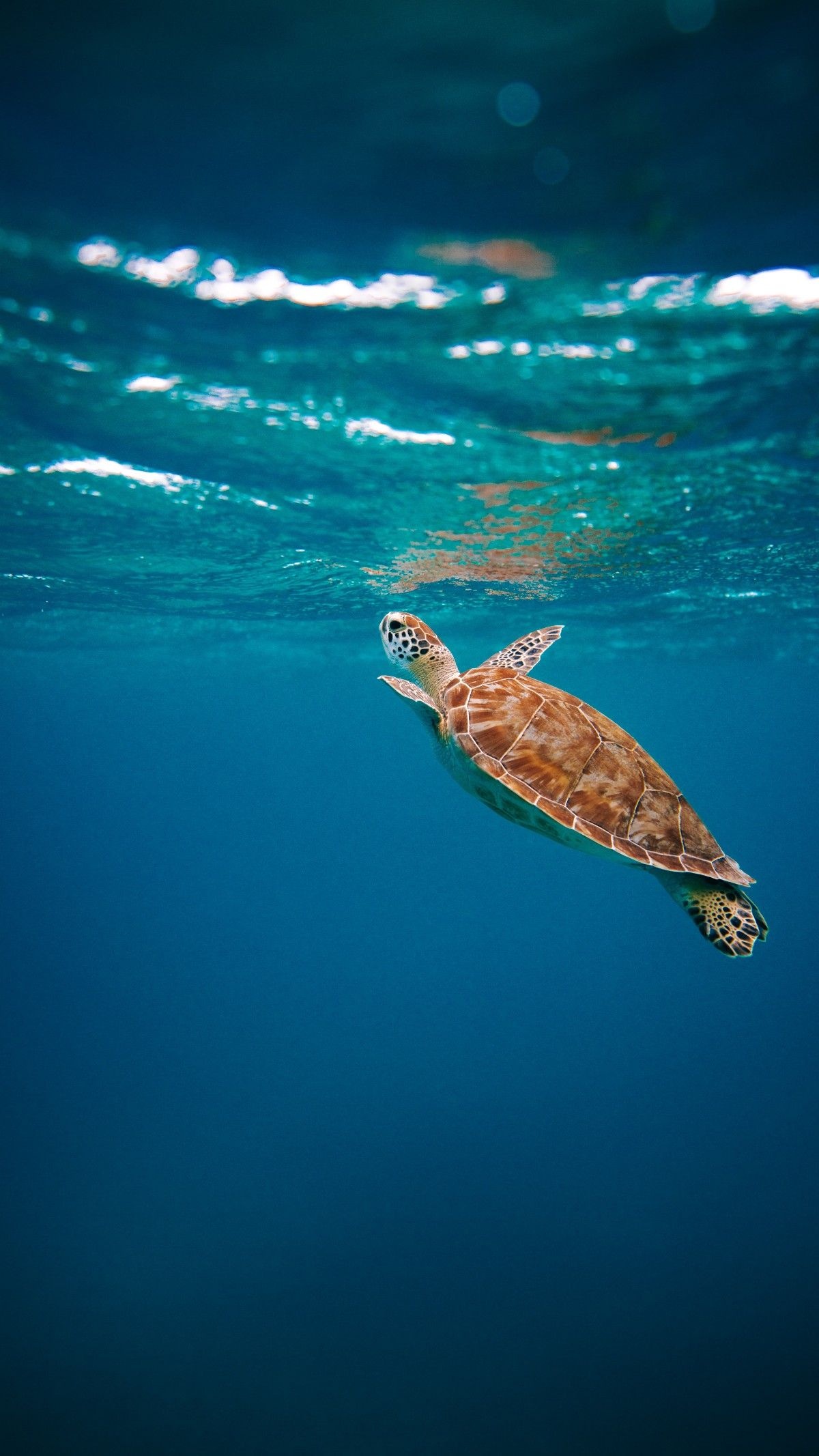 Juvenile green sea turtle, Sunlit ocean surface, Deep blue underwater Juvenile green sea turtle, Sunlit ocean surface, Deep blue underwater — 1200×2133 HD wallpaper