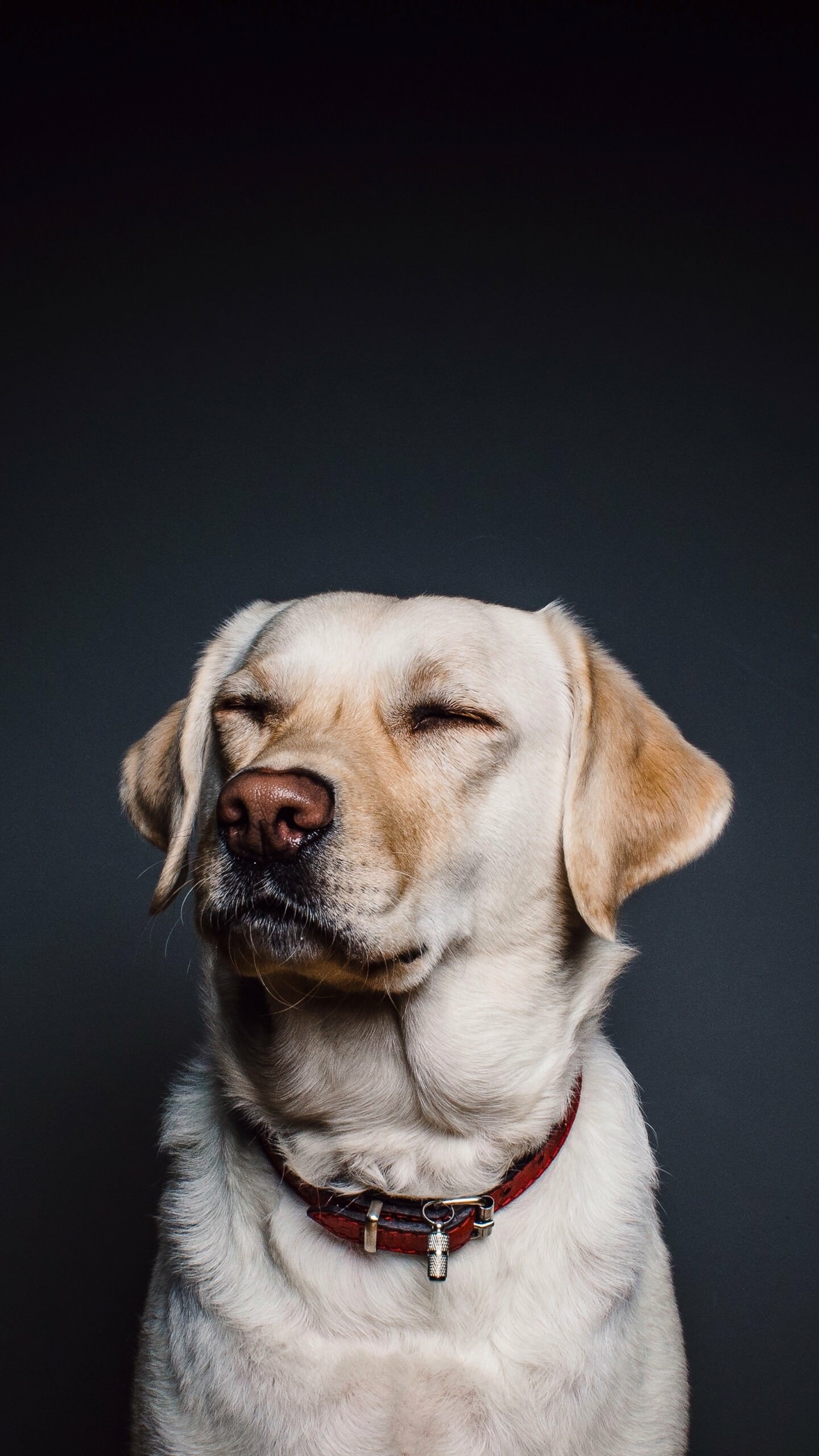 Yellow Labrador Retriever, Eyes closed portrait, Red collar studio Yellow Labrador Retriever, Eyes closed portrait, Red collar studio — 1440×2560 HD wallpaper