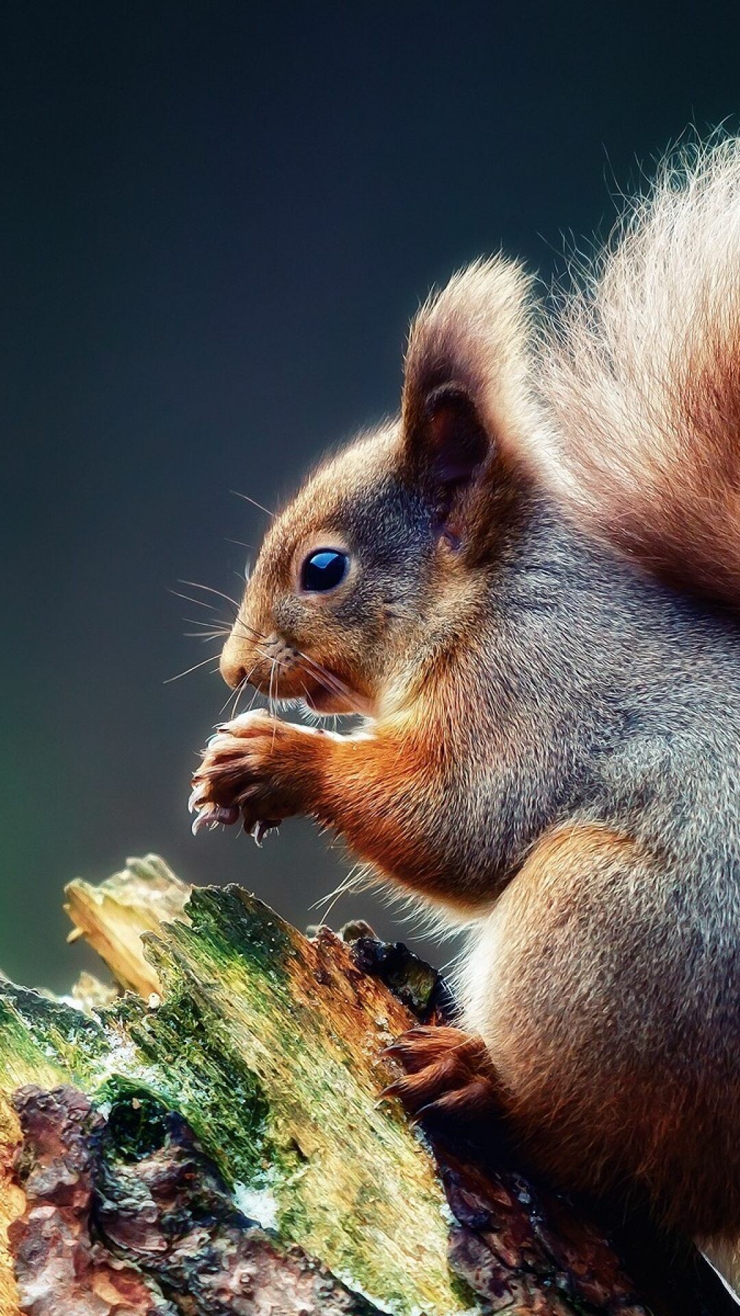 Eurasian red squirrel, Mossy tree stump, Bushy tail closeup Eurasian red squirrel, Mossy tree stump, Bushy tail closeup — 1080×1920 HD wallpaper