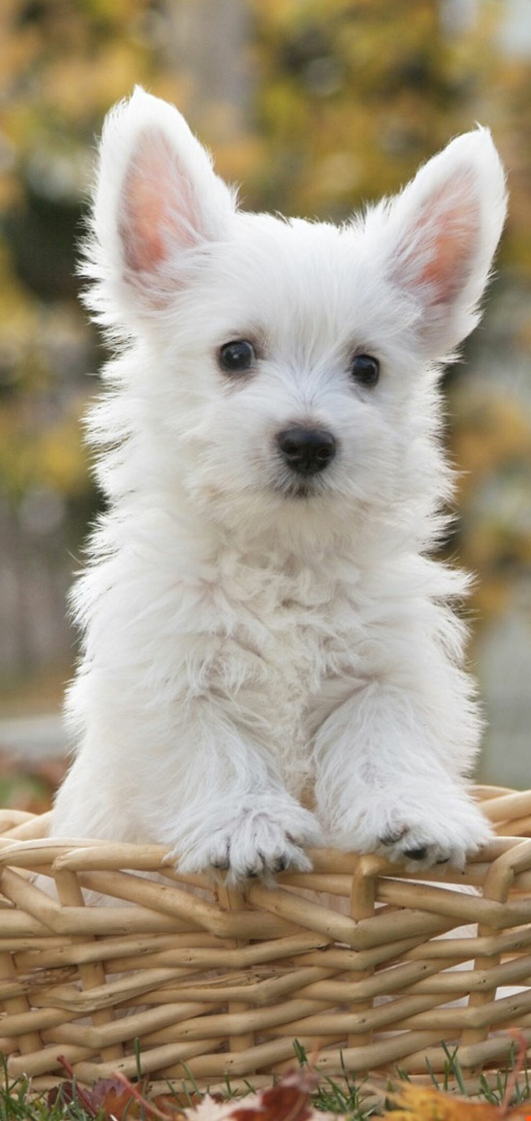 West Highland White Terrier puppy, Wicker basket, Autumn leaves West Highland White Terrier puppy, Wicker basket, Autumn leaves — 1080×2280 HD wallpaper