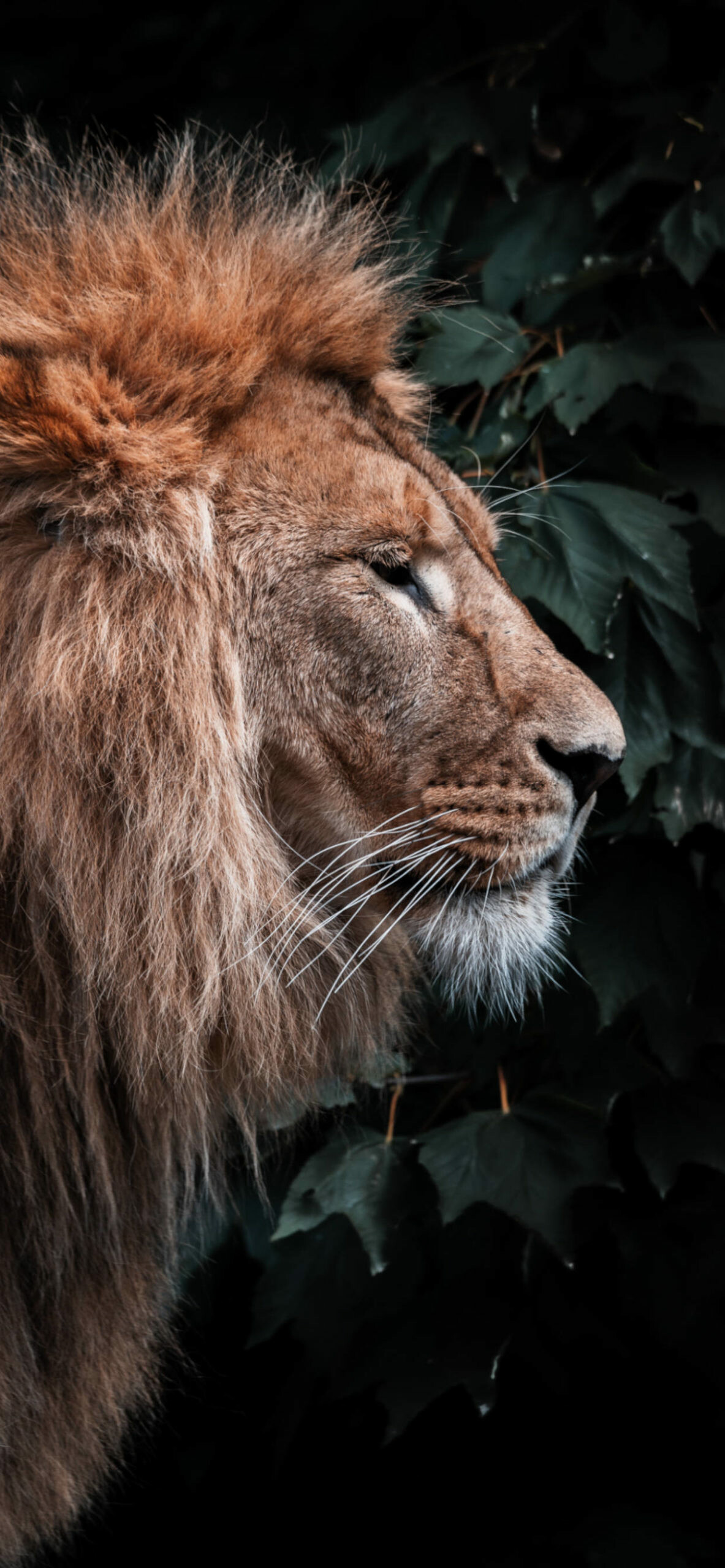 Male lion side profile, Dark green foliage backdrop, Low light Male lion side profile, Dark green foliage backdrop, Low light — 1183×2560 HD wallpaper