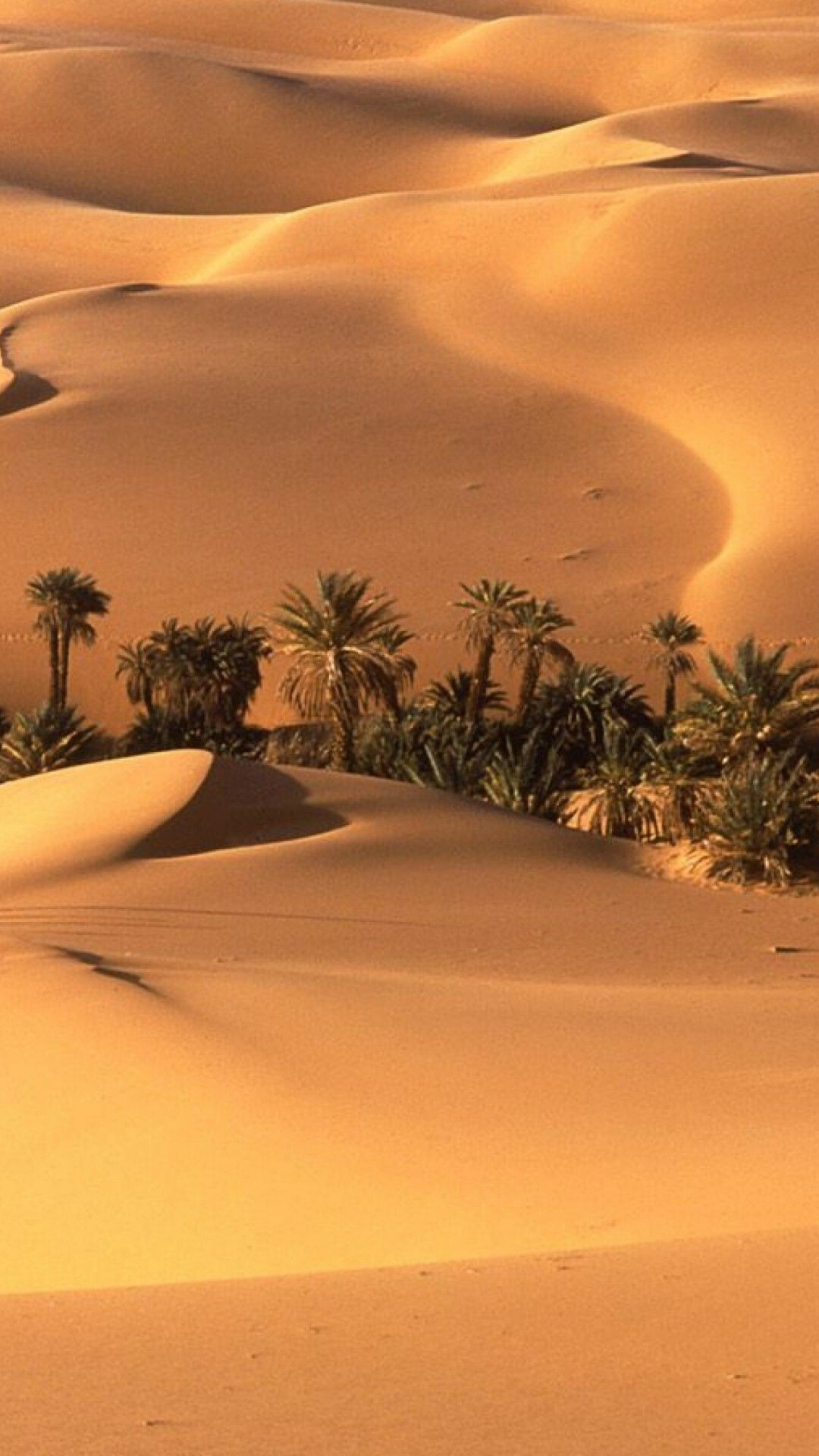 Sahara sand dunes, Desert oasis palm trees, Golden rippled sand Sahara sand dunes, Desert oasis palm trees, Golden rippled sand — 1080×1920 HD wallpaper