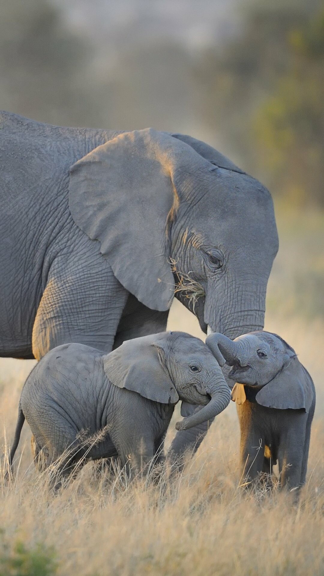 African elephant mother, Two elephant calves, Savanna grassland — 1080×1920 mobile wallpaper