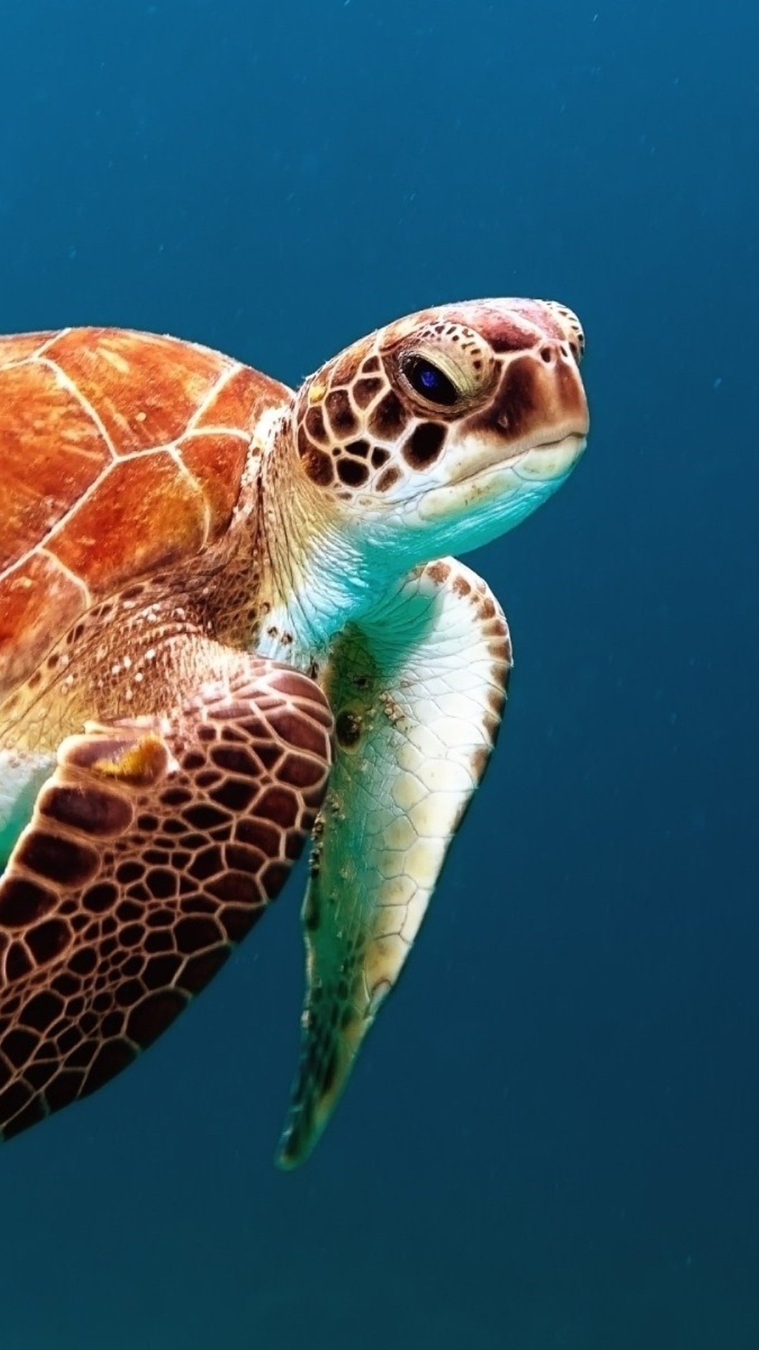 Hawksbill sea turtle, Deep blue ocean, Patterned shell flipper Hawksbill sea turtle, Deep blue ocean, Patterned shell flipper — 1080×1920 HD wallpaper