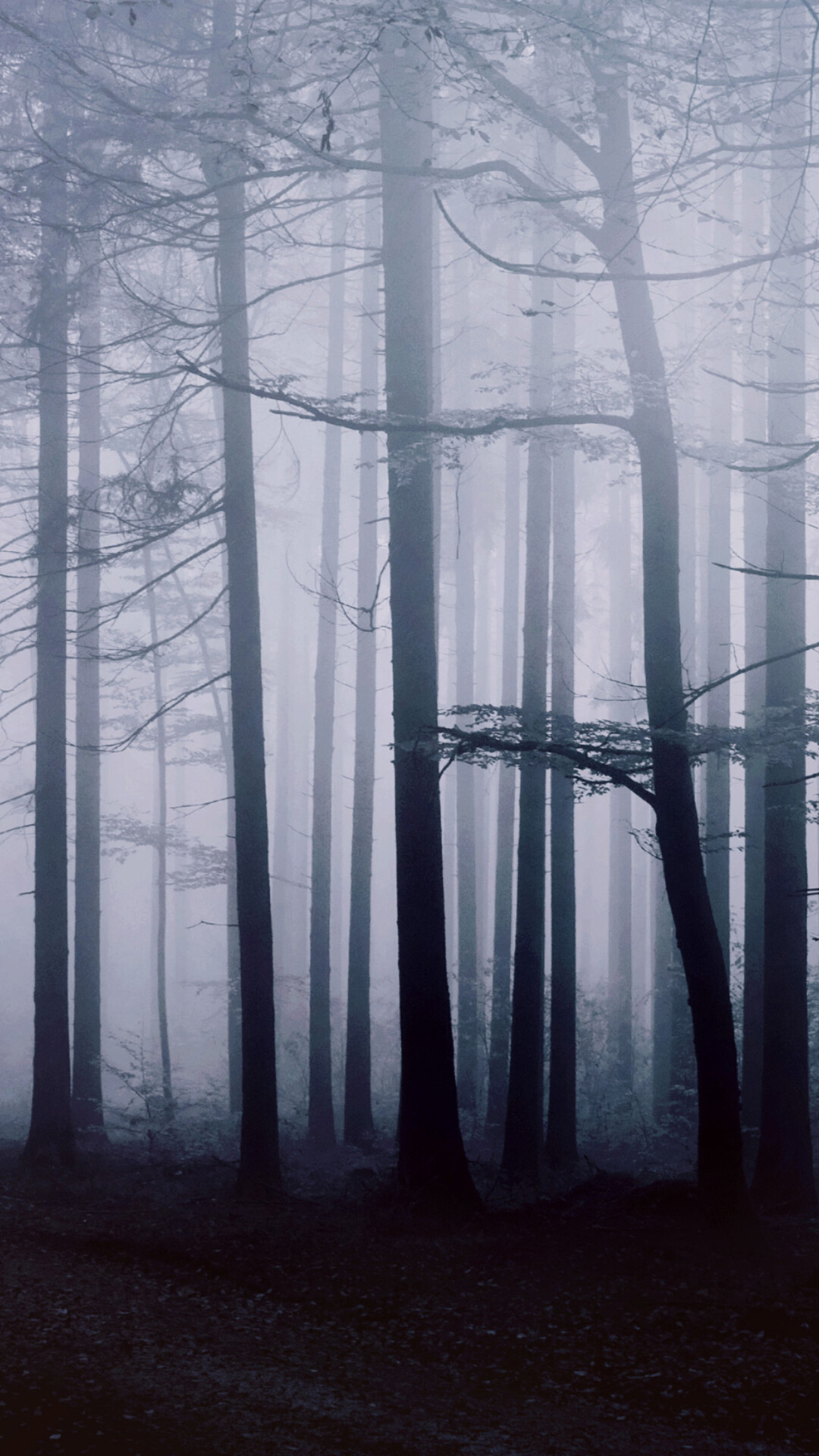 Misty forest trees, Tall bare trunks, Blue fog Misty forest trees, Tall bare trunks, Blue fog — 1080×1920 HD wallpaper