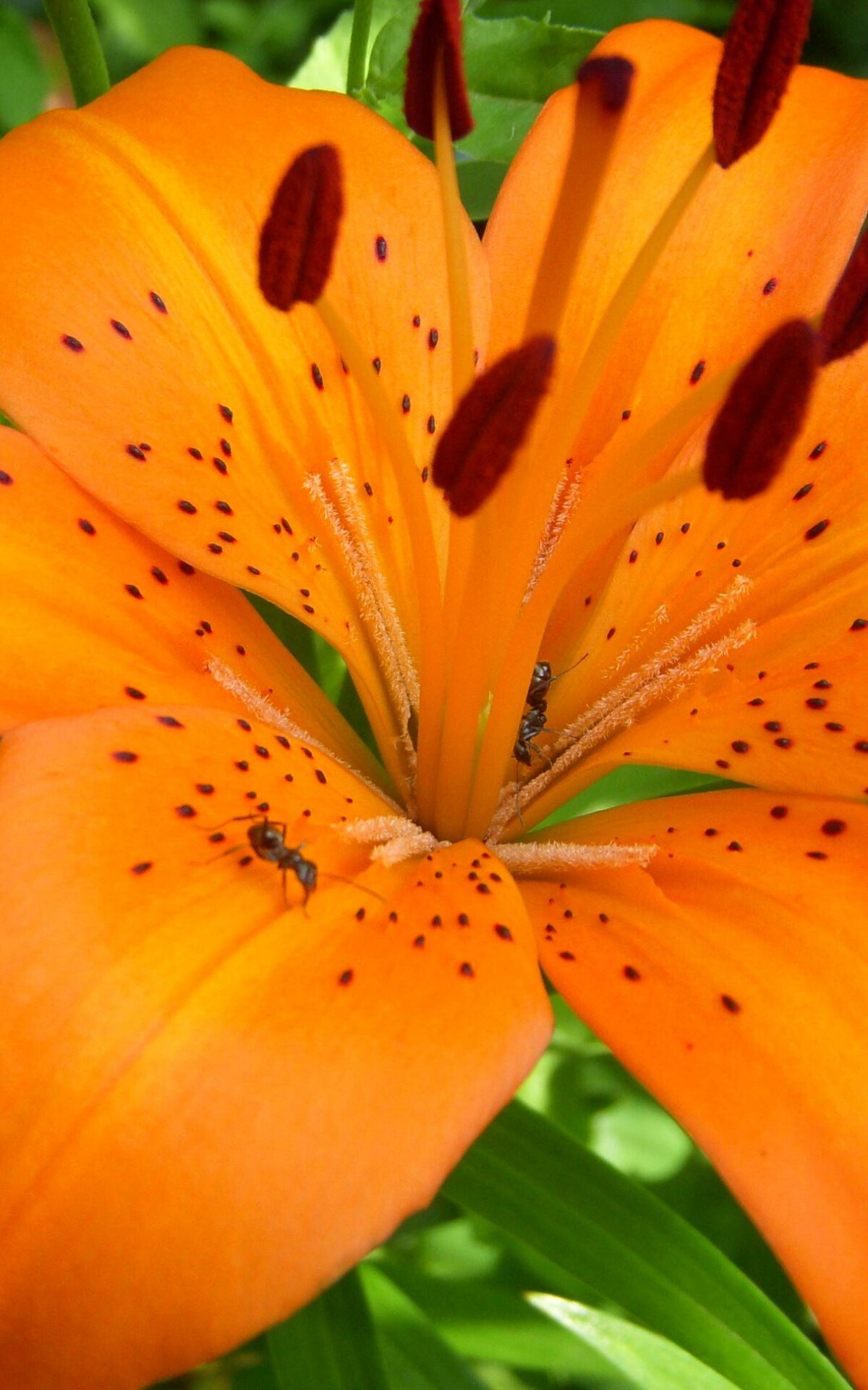 Orange tiger lily, Black ants on petal, Dark red anthers Orange tiger lily, Black ants on petal, Dark red anthers — 1200×1920 HD wallpaper
