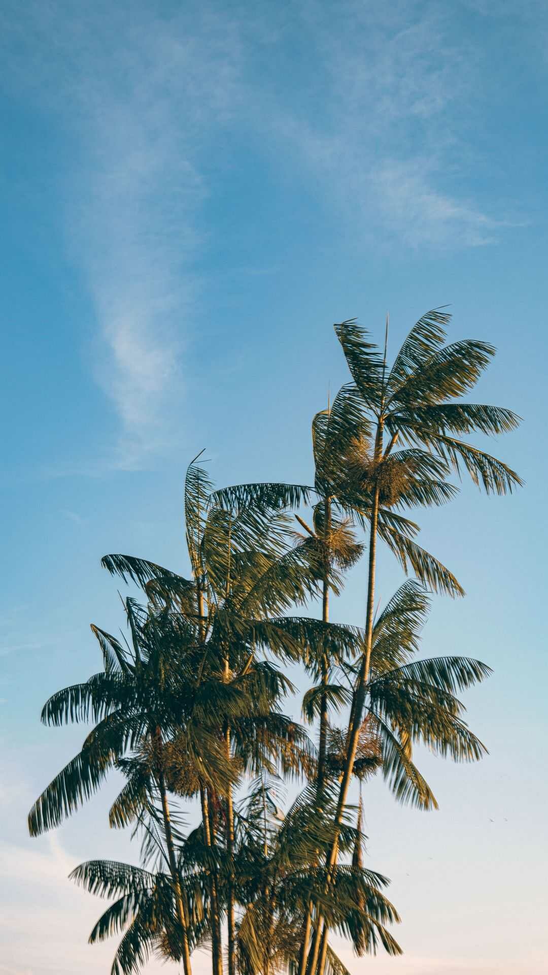 Coconut palm trees, Wispy cirrus clouds, Dusk tropical sky Coconut palm trees, Wispy cirrus clouds, Dusk tropical sky — 1080×1920 HD wallpaper