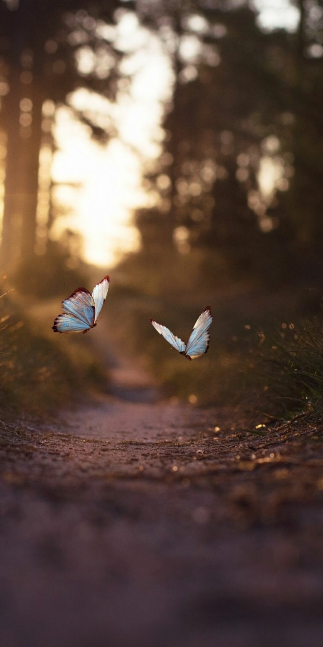 Two white morpho butterflies, Forest path at sunset, Golden bokeh light Two white morpho butterflies, Forest path at sunset, Golden bokeh light — 1080×2160 HD wallpaper