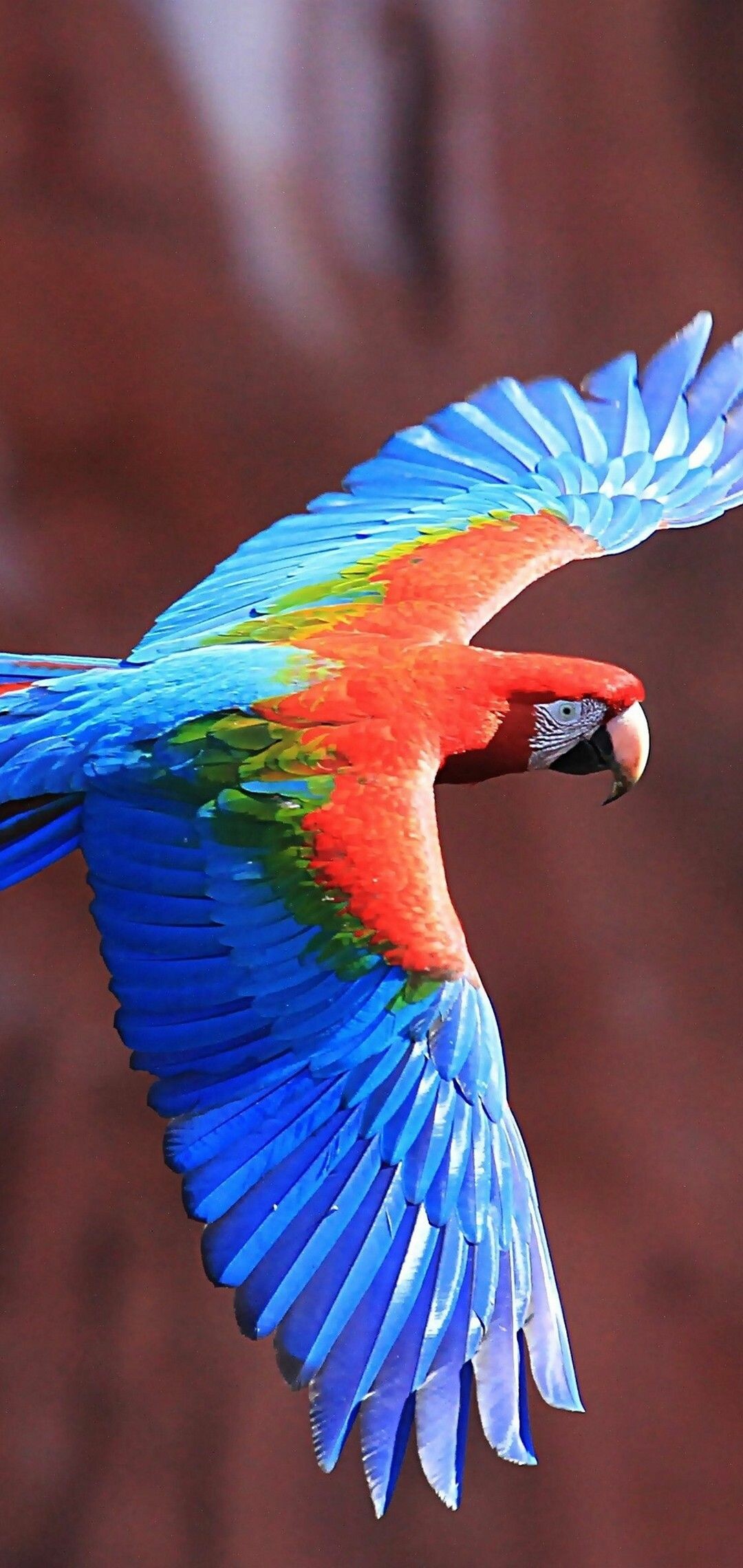 Green-winged macaw, Parrot in flight, Spread wings closeup Green-winged macaw, Parrot in flight, Spread wings closeup — 1080×2280 HD wallpaper