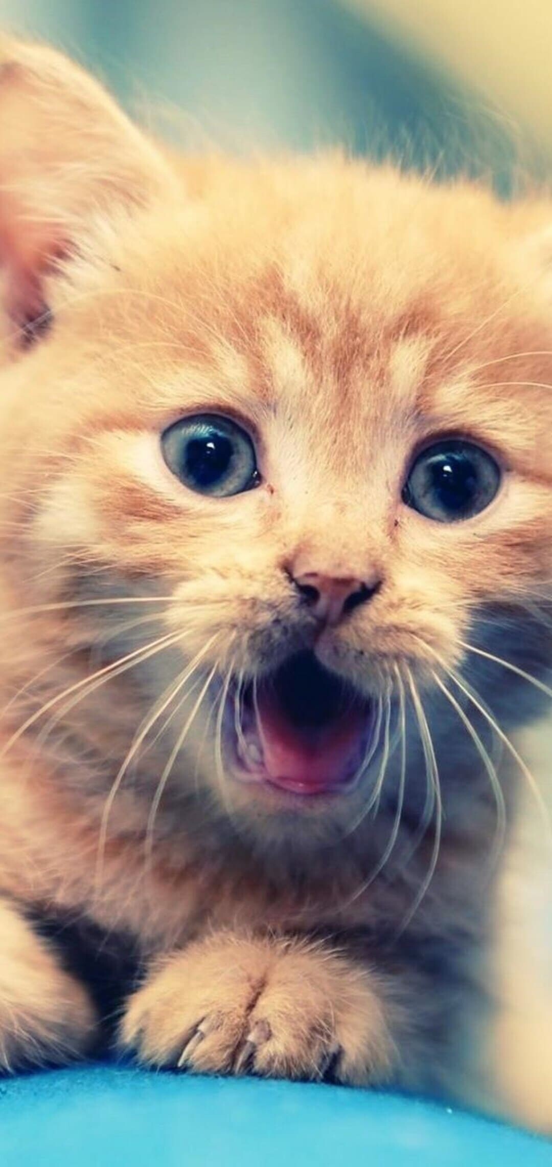 Orange tabby kitten meowing, Paw on blue ball, Wide-eyed close-up Orange tabby kitten meowing, Paw on blue ball, Wide-eyed close-up — 1080×2280 HD wallpaper