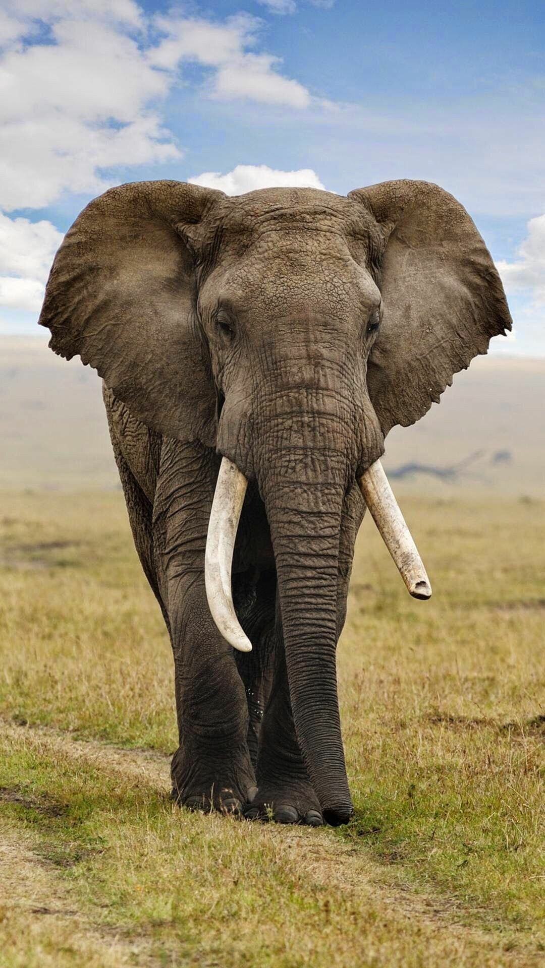 African bush elephant, Large ivory tusks, Savanna grassland African bush elephant, Large ivory tusks, Savanna grassland — 1080×1920 HD wallpaper