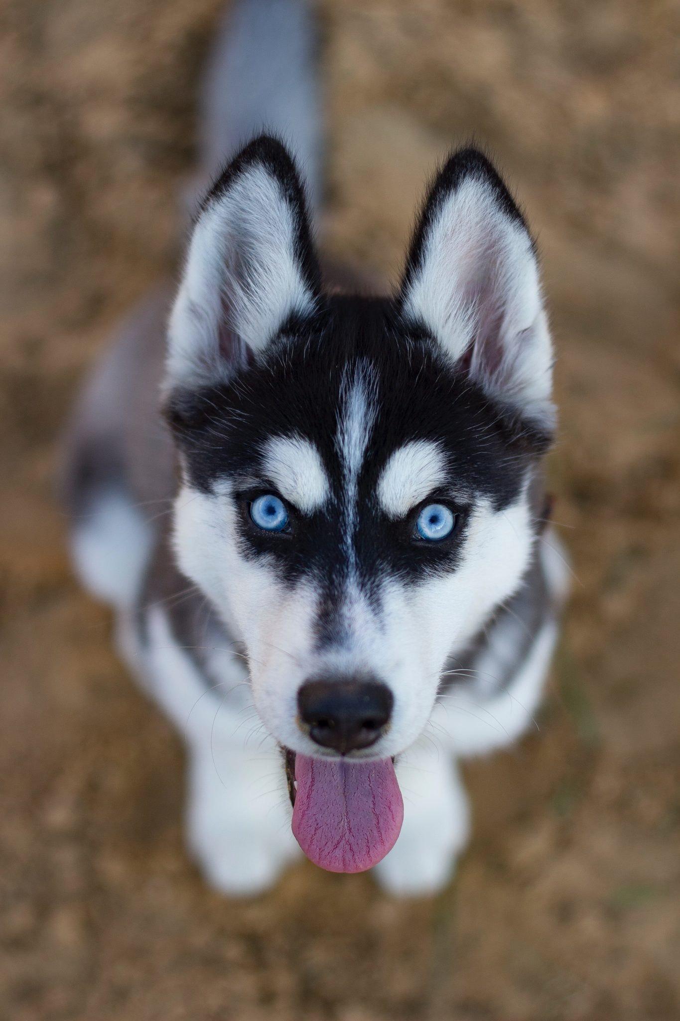 Siberian Husky puppy, Blue eyes tongue out, Sandy dirt ground Siberian Husky puppy, Blue eyes tongue out, Sandy dirt ground — 1365×2048 HD wallpaper