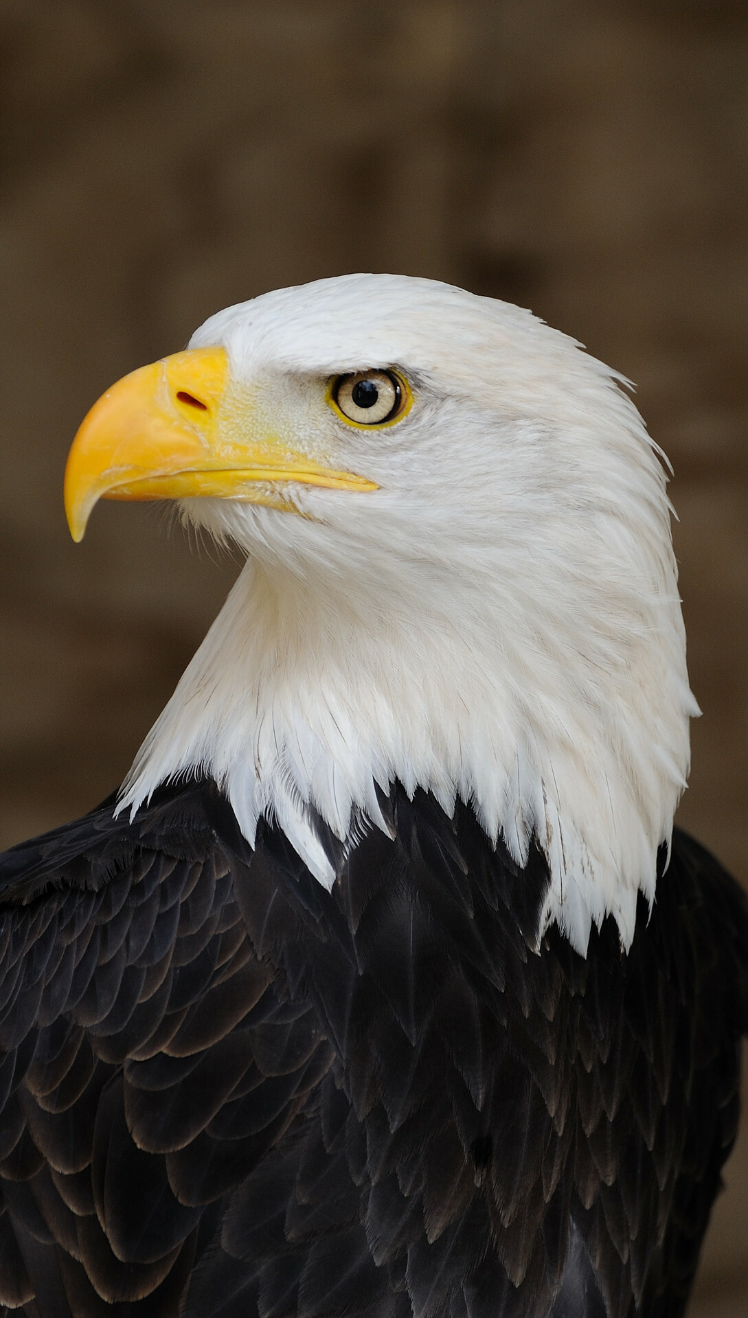 Bald eagle portrait, Yellow hooked beak, White head feathers Bald eagle portrait, Yellow hooked beak, White head feathers — 1089×1920 HD wallpaper