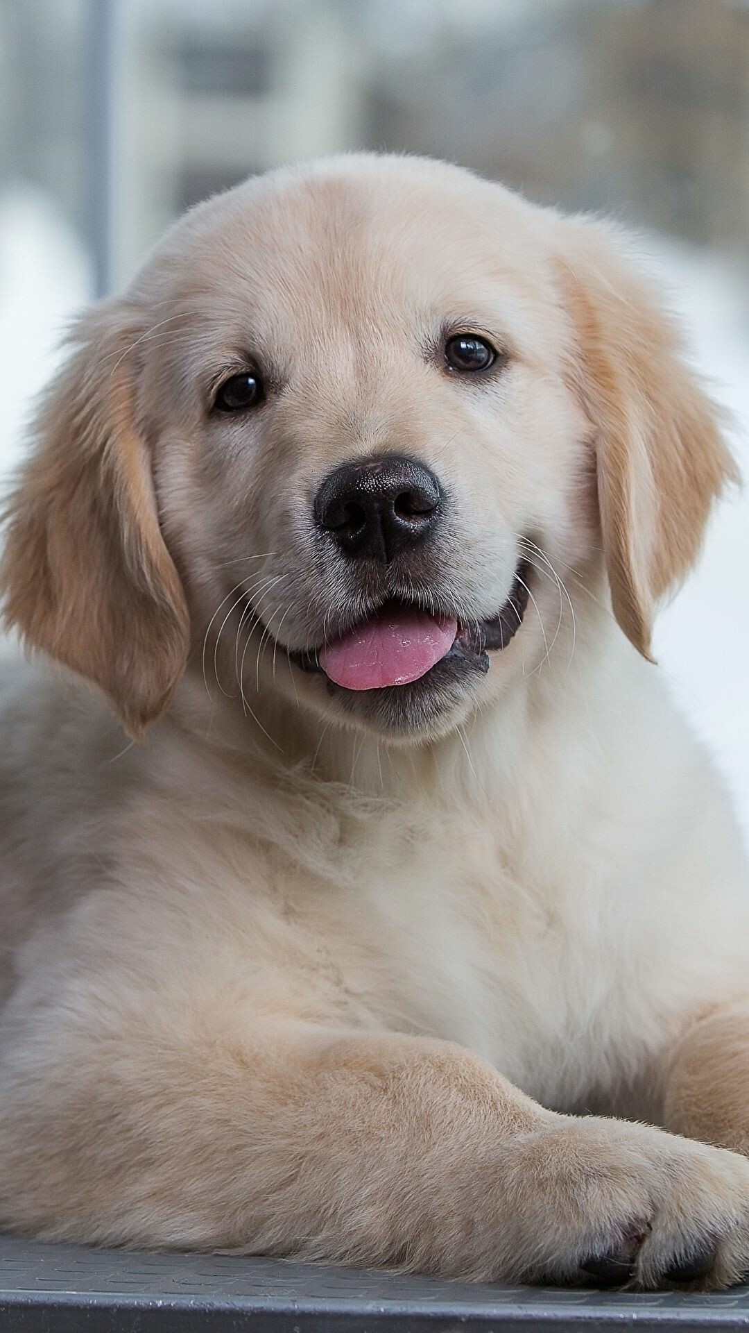 Golden Retriever puppy, Tongue out smile, Blurred window background Golden Retriever puppy, Tongue out smile, Blurred window background — 1080×1920 HD wallpaper