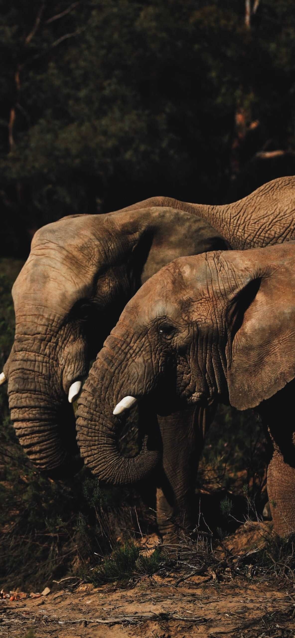 Couple, Elephants Wallpaper, HD Phone Couple, Elephants Wallpaper, HD Phone — 1183×2560 HD wallpaper