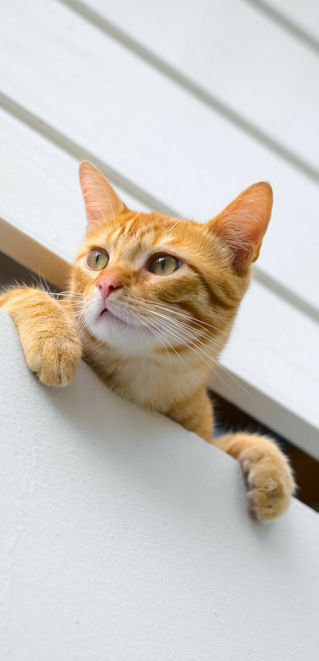 Orange tabby kitten, Paws over ledge, White wooden wall Orange tabby kitten, Paws over ledge, White wooden wall — 1080×2240 HD wallpaper