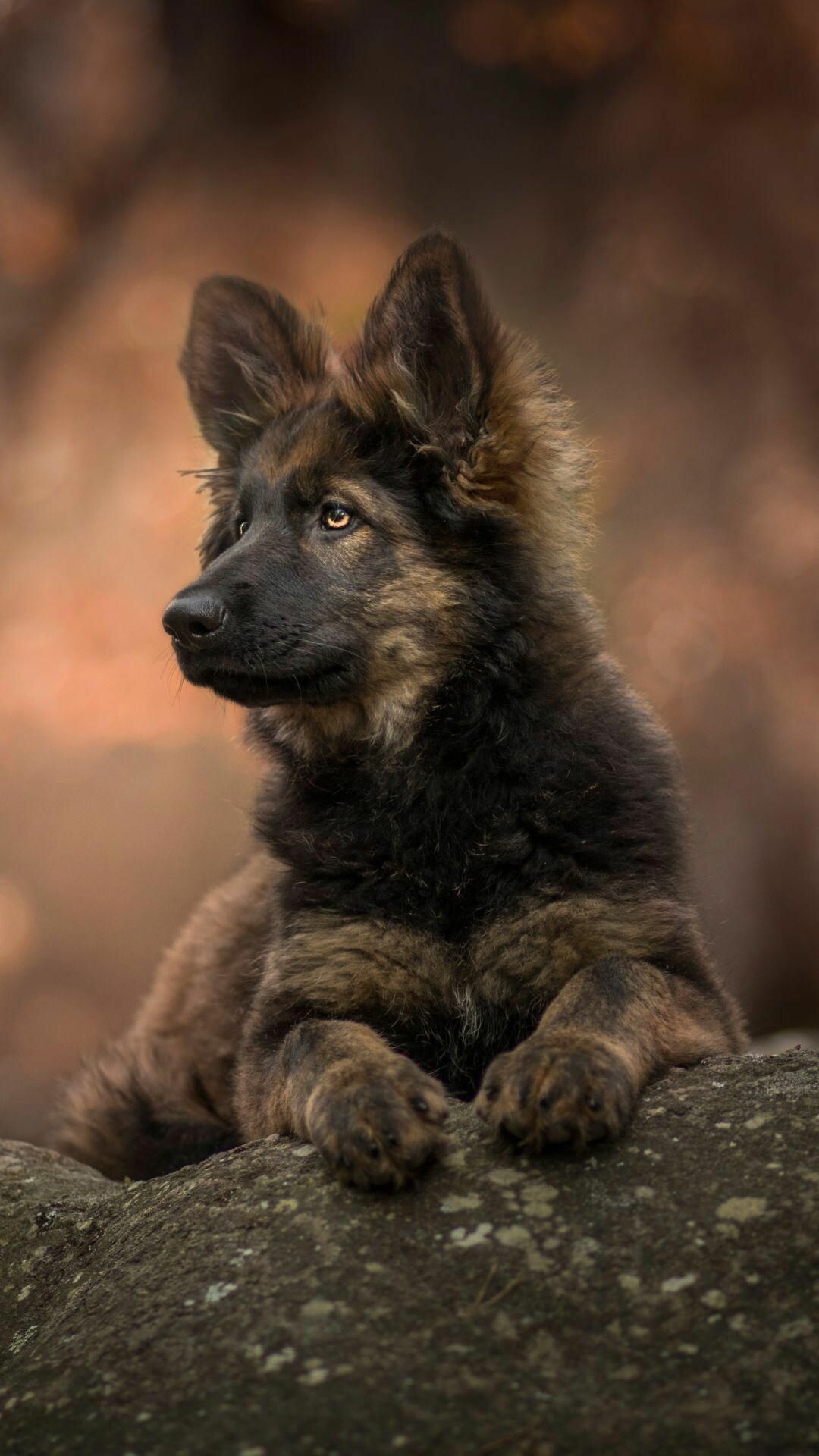 Long-haired German Shepherd puppy, Mossy rock perch, Autumn bokeh backdrop Long-haired German Shepherd puppy, Mossy rock perch, Autumn bokeh backdrop — 1080×1920 HD wallpaper