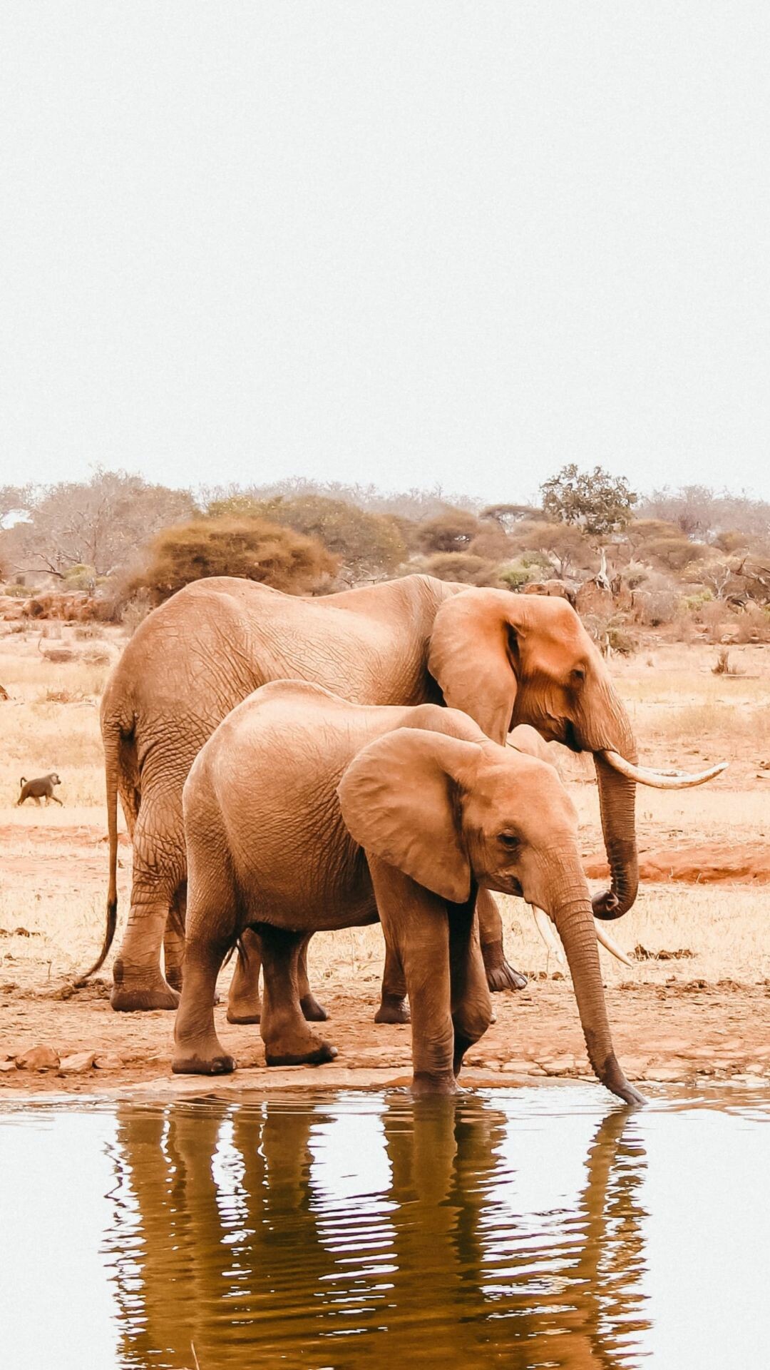 African elephants at waterhole, Distant baboon savanna, Dry acacia bushland African elephants at waterhole, Distant baboon savanna, Dry acacia bushland — 1080×1920 HD wallpaper