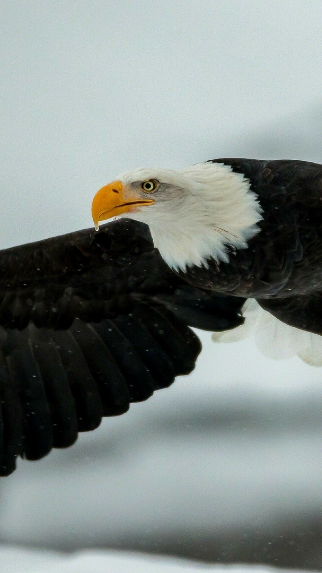 Bald eagle in flight, Outstretched dark wings, Yellow hooked beak Bald eagle in flight, Outstretched dark wings, Yellow hooked beak — 1080×1920 HD wallpaper