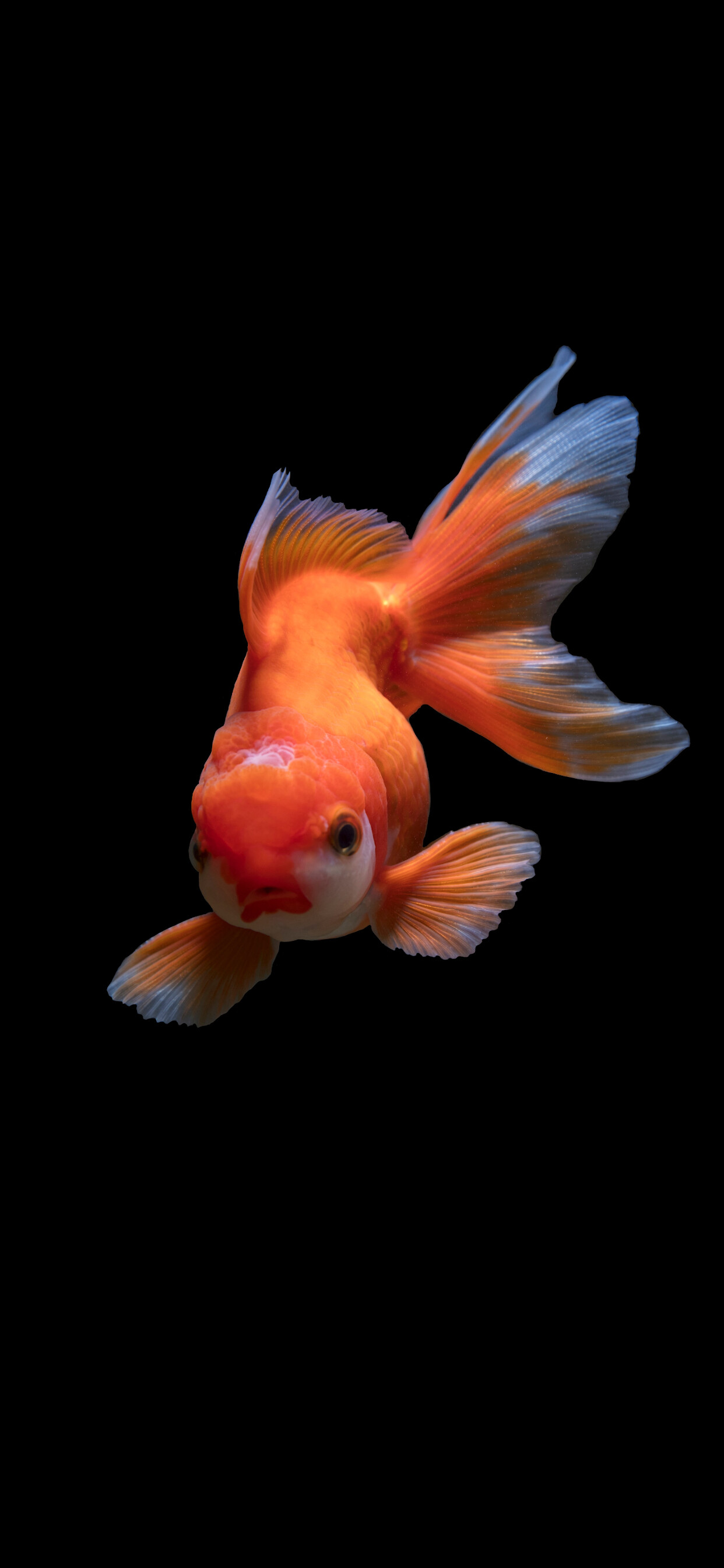 Oranda goldfish, Flowing white fins, Black backdrop Oranda goldfish, Flowing white fins, Black backdrop — 1242×2688 HD wallpaper