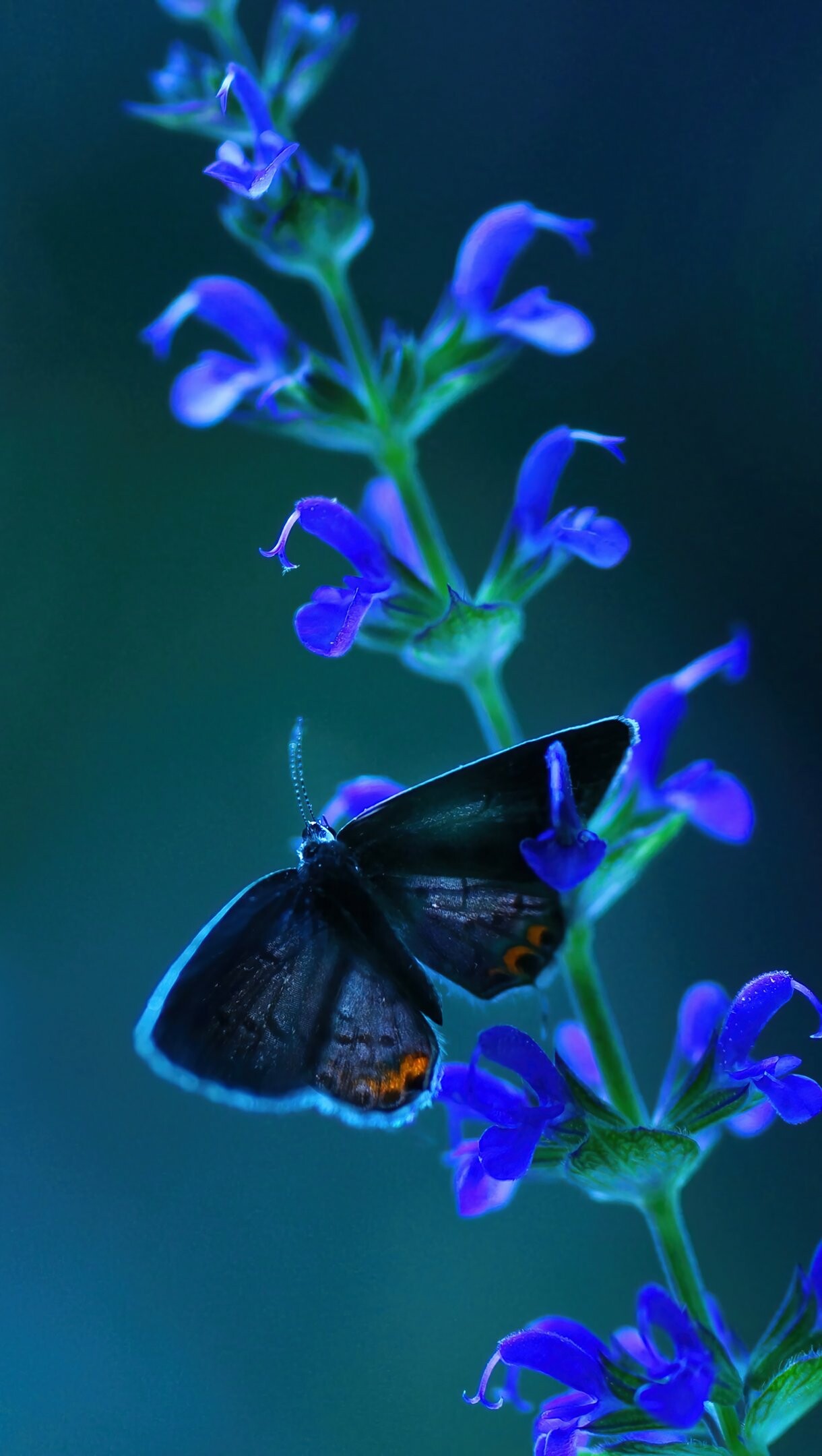 Dark hairstreak butterfly, Blue salvia flower spike, Dark teal background Dark hairstreak butterfly, Blue salvia flower spike, Dark teal background — 1220×2160 HD wallpaper
