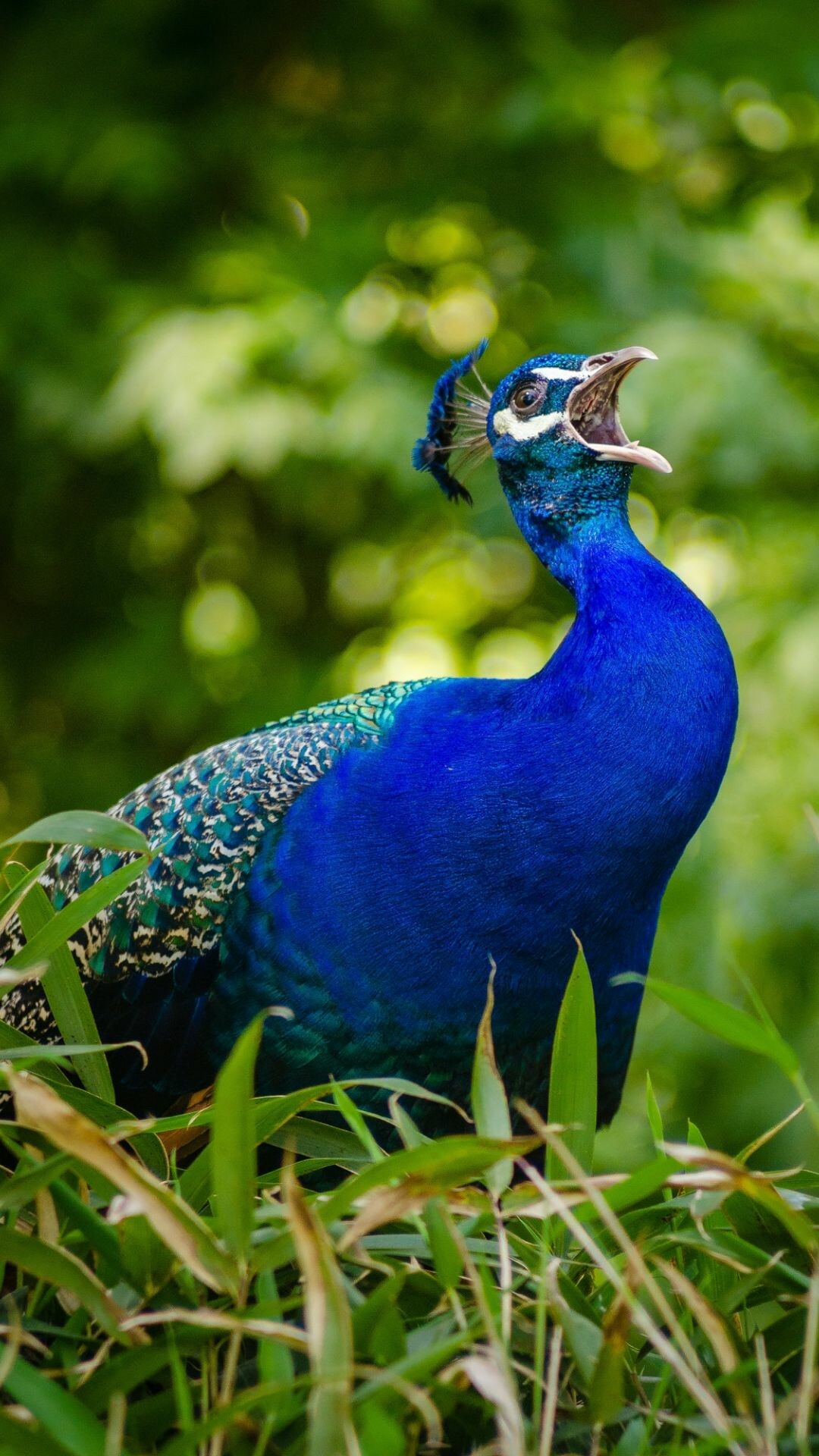 Indian blue peacock, Calling open beak, Green foliage bokeh Indian blue peacock, Calling open beak, Green foliage bokeh — 1080×1920 HD wallpaper