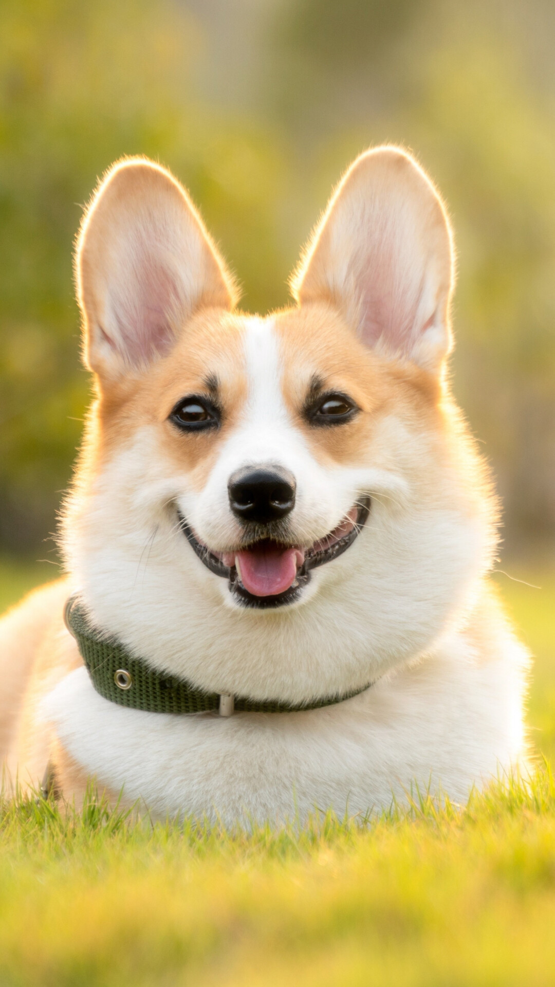 Pembroke Welsh Corgi, Smiling face portrait, Backlit golden grass Pembroke Welsh Corgi, Smiling face portrait, Backlit golden grass — 1080×1920 HD wallpaper