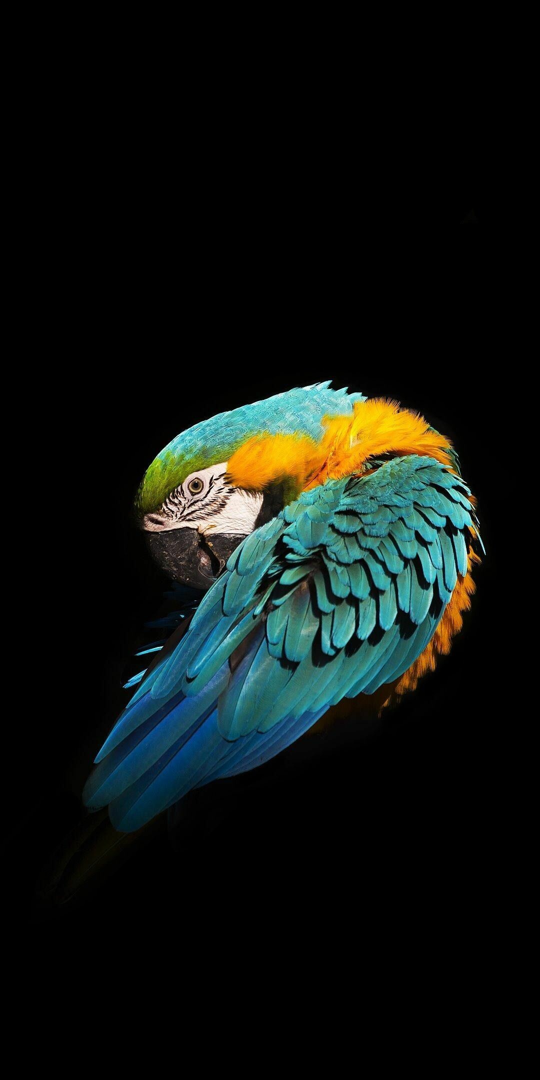 Blue-and-yellow macaw, Preening parrot, Black backdrop Blue-and-yellow macaw, Preening parrot, Black backdrop — 1080×2160 HD wallpaper