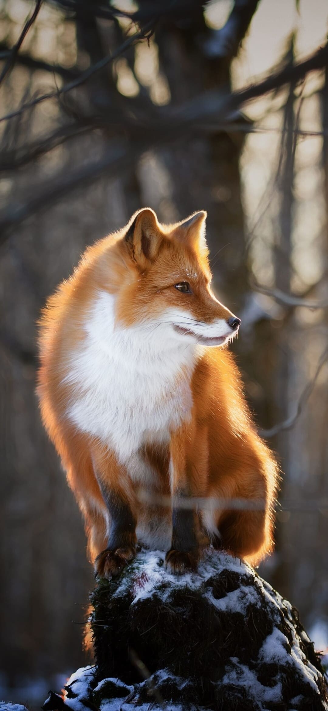 Red fox sitting, Snowy tree stump, Blurred winter forest Red fox sitting, Snowy tree stump, Blurred winter forest — 1080×2340 HD wallpaper
