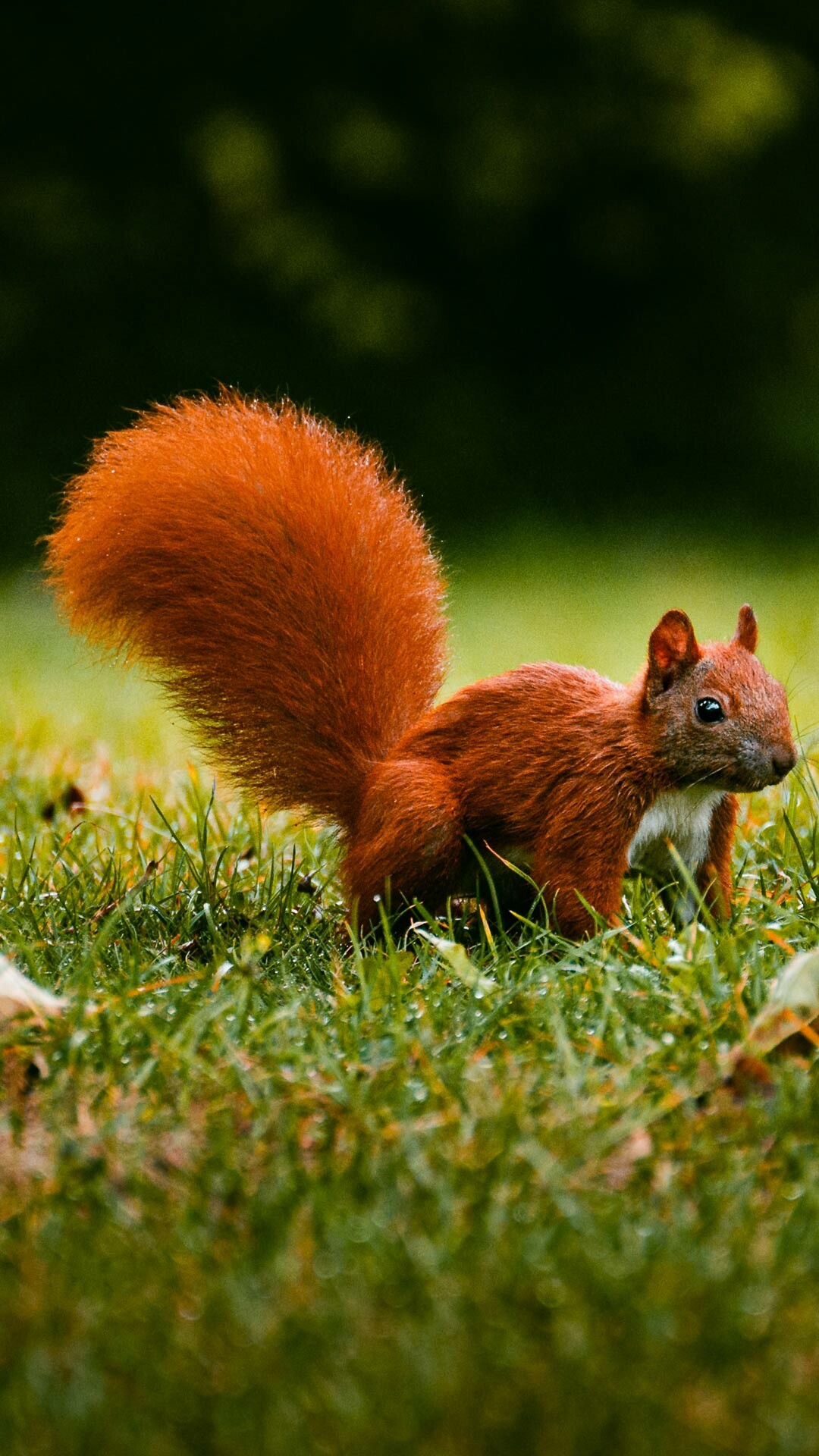 Eurasian red squirrel, Bushy orange tail, Dewy green grass Eurasian red squirrel, Bushy orange tail, Dewy green grass — 1080×1920 HD wallpaper