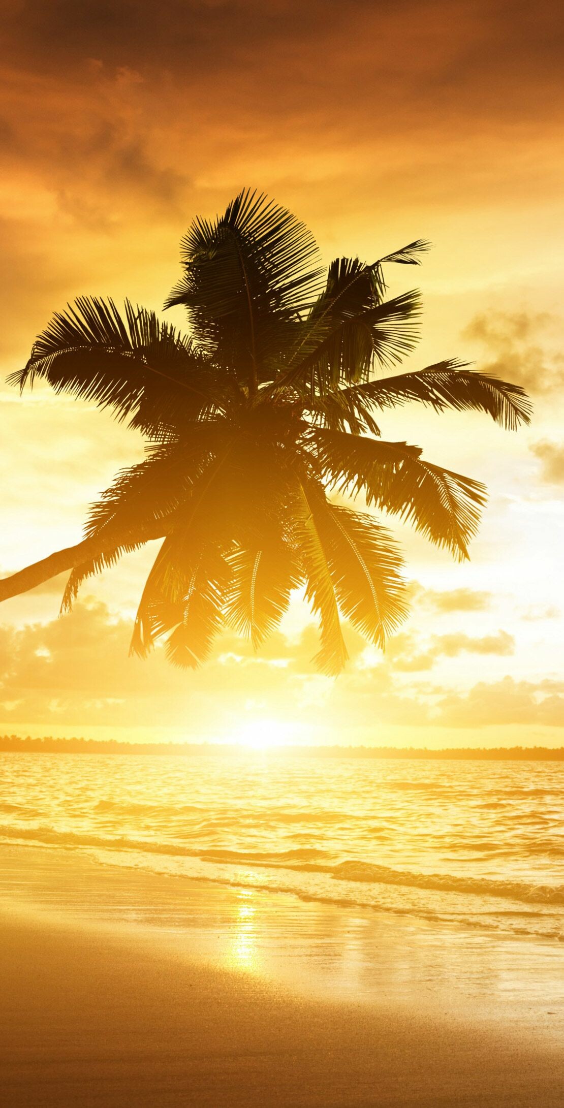 Coconut palm silhouette, Tropical beach sunset, Golden ocean reflection Coconut palm silhouette, Tropical beach sunset, Golden ocean reflection — 1110×2181 HD wallpaper