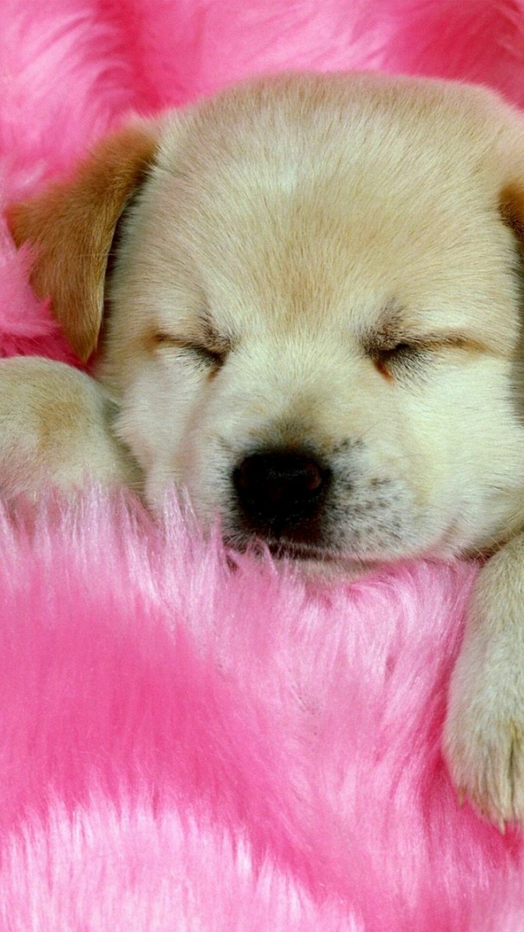 Sleeping Labrador puppy, Pink fluffy blanket, Cream colored fur Sleeping Labrador puppy, Pink fluffy blanket, Cream colored fur — 1080×1920 HD wallpaper