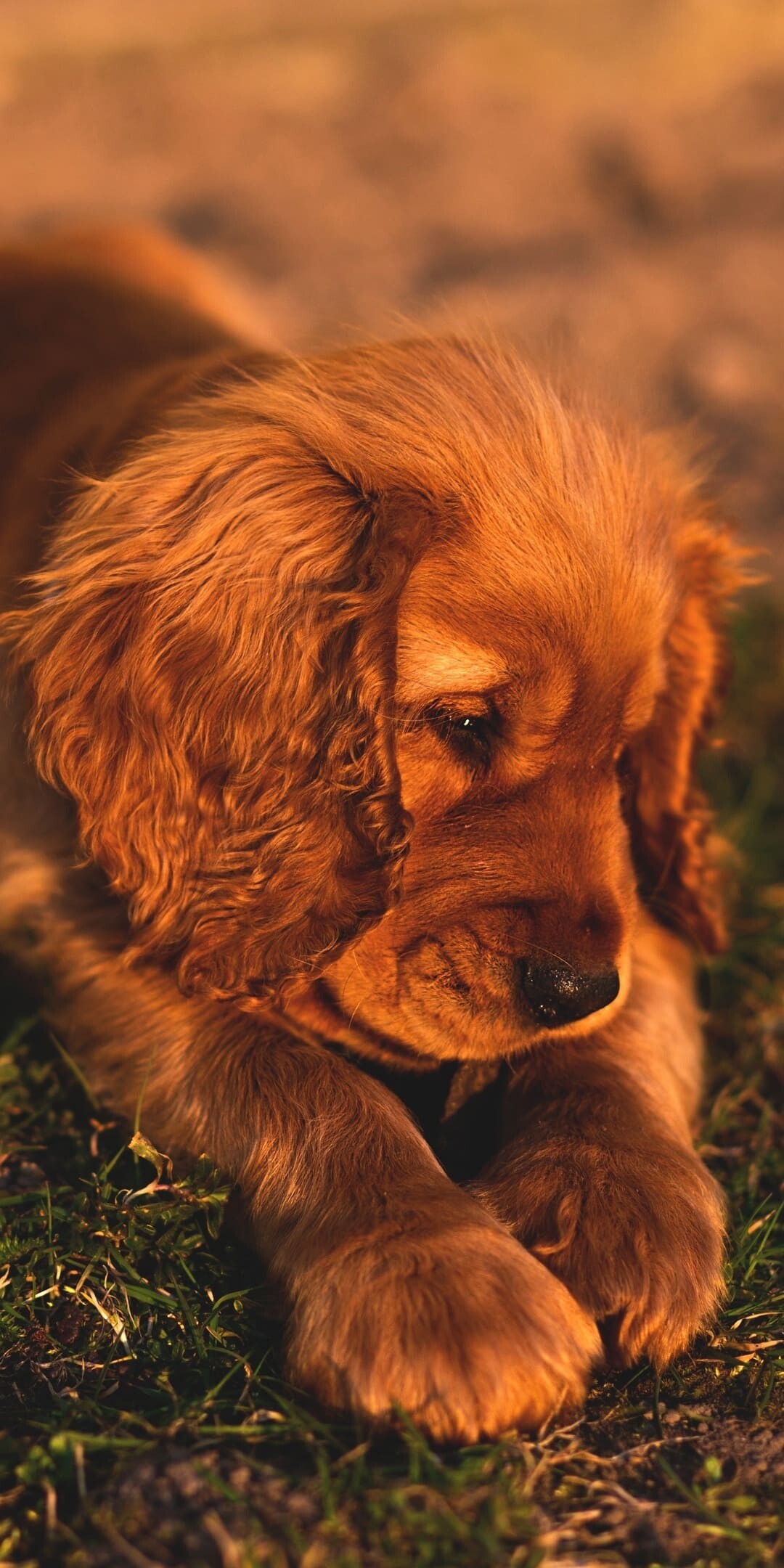 Red Cocker Spaniel puppy, Lying on grass, Golden hour light Red Cocker Spaniel puppy, Lying on grass, Golden hour light — 1080×2160 HD wallpaper