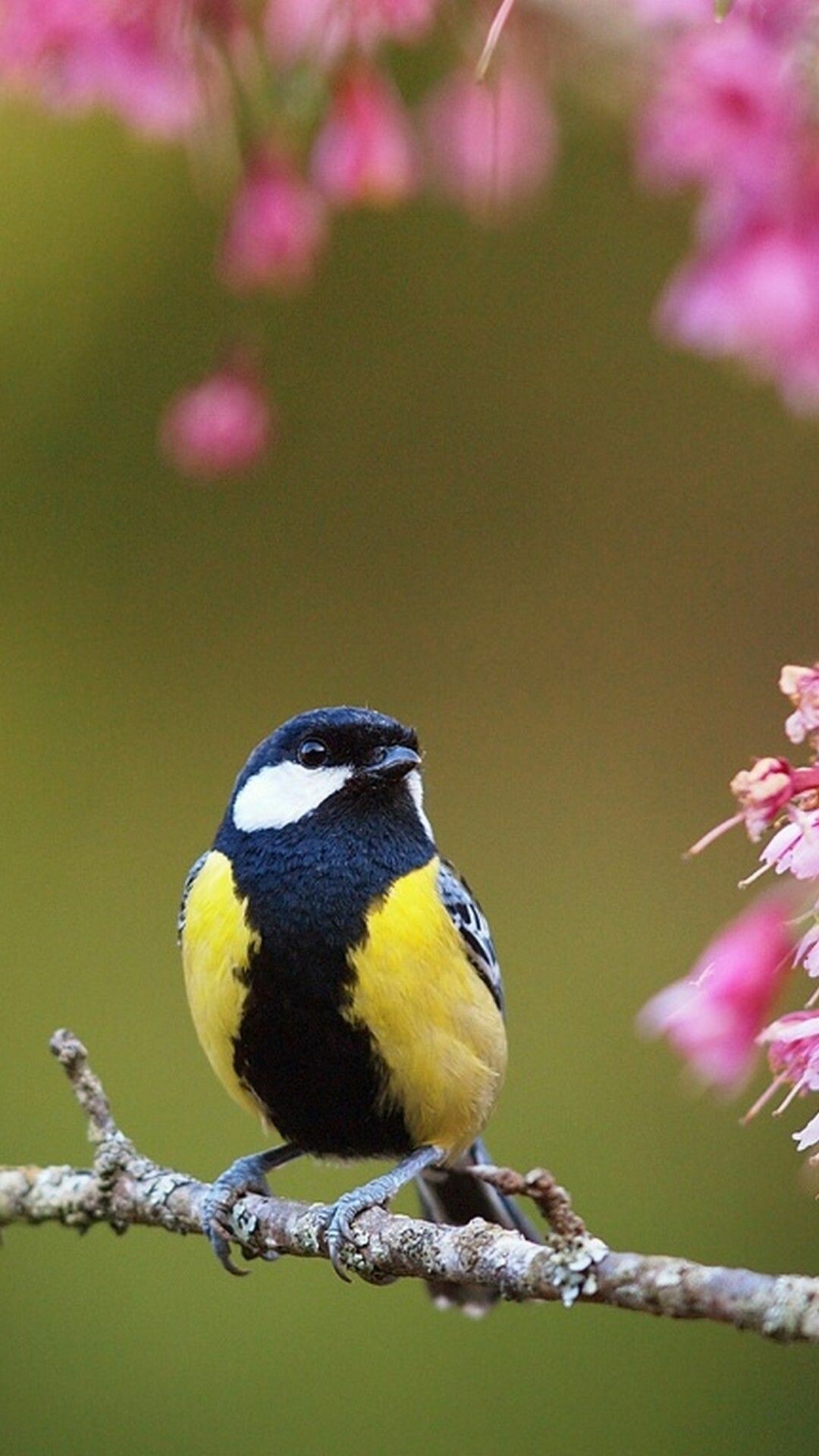 Great tit, Pink cherry blossoms, Lichen covered branch Great tit, Pink cherry blossoms, Lichen covered branch — 1080×1920 HD wallpaper