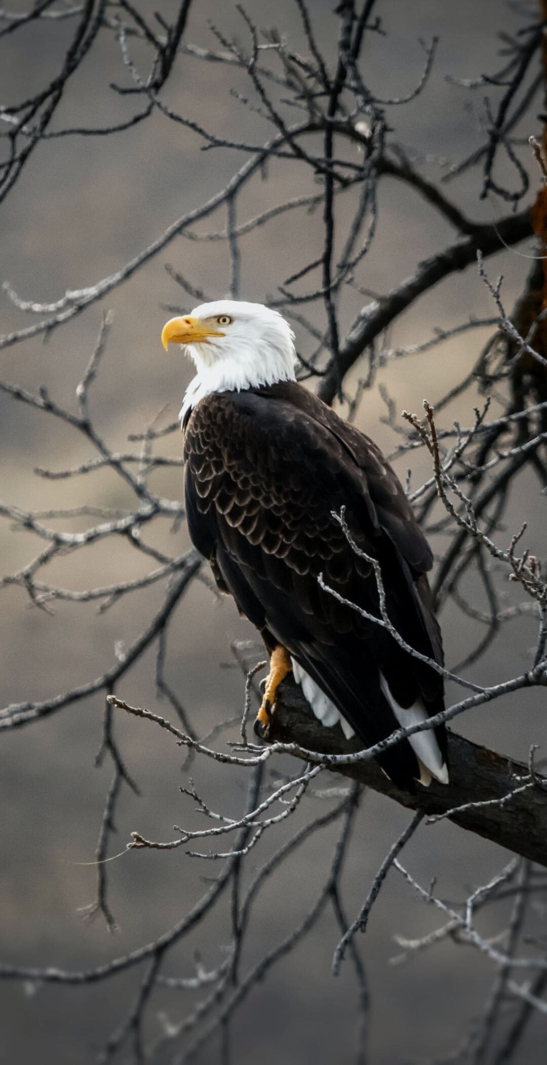 Bald eagle perched, Bare tree branches, Overcast gray sky Bald eagle perched, Bare tree branches, Overcast gray sky — 1080×2100 HD wallpaper