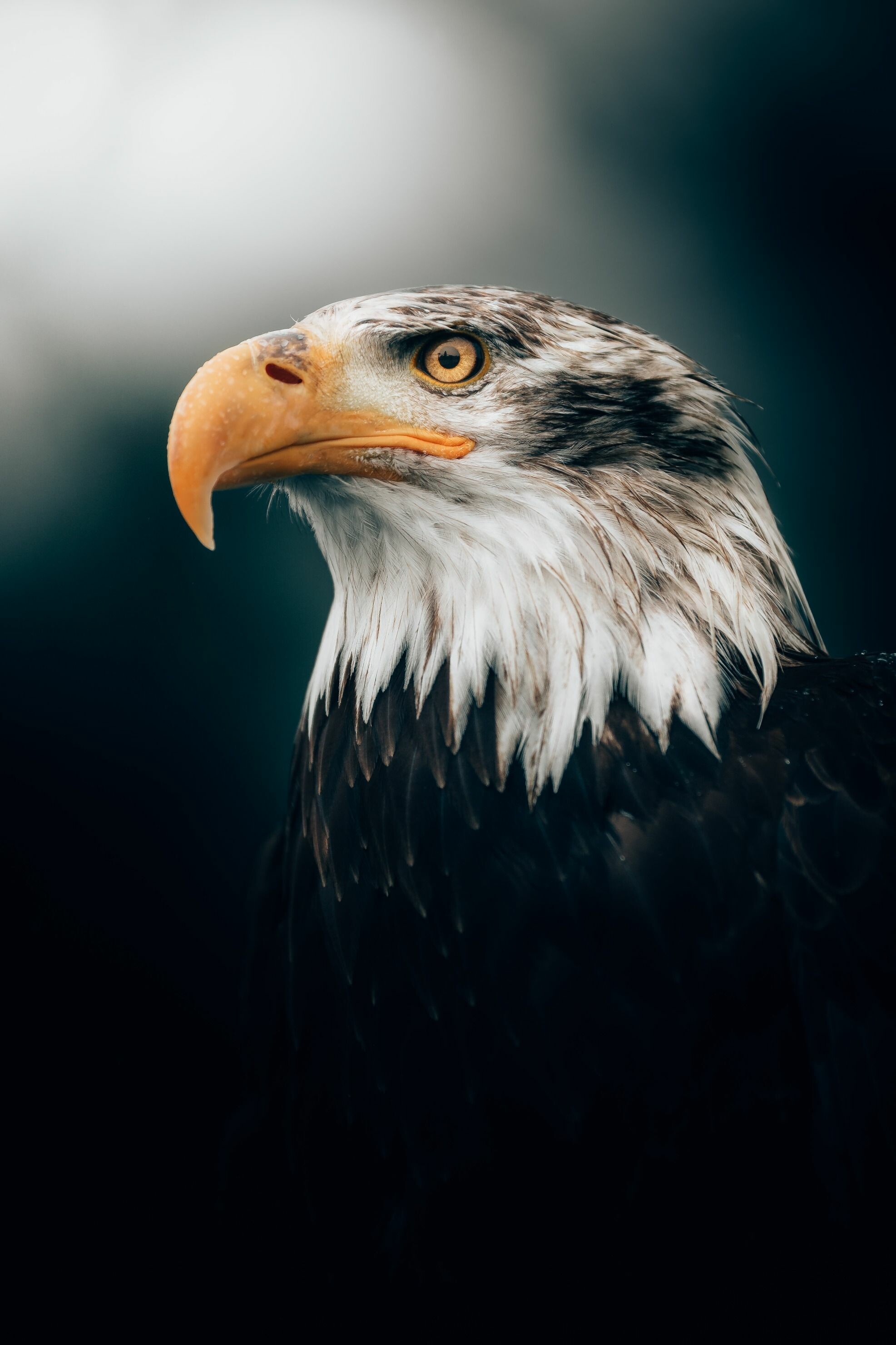 Bald eagle profile, Yellow hooked beak, Dark backdrop Bald eagle profile, Yellow hooked beak, Dark backdrop — 1973×2960 HD wallpaper