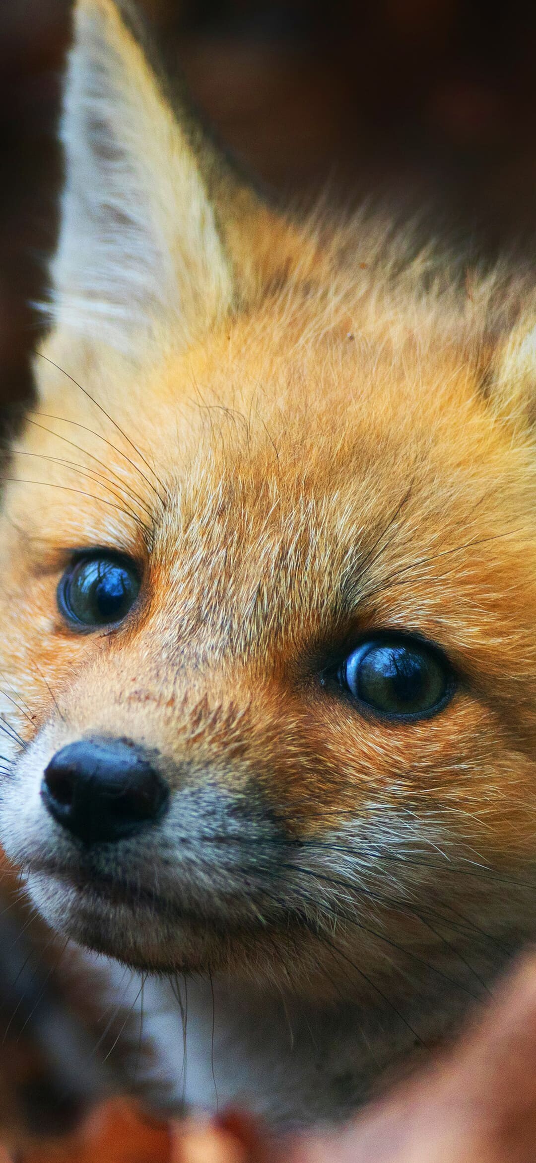 Red fox kit, Close-up amber eyes, Blurred forest backdrop Red fox kit, Close-up amber eyes, Blurred forest backdrop — 1080×2340 HD wallpaper