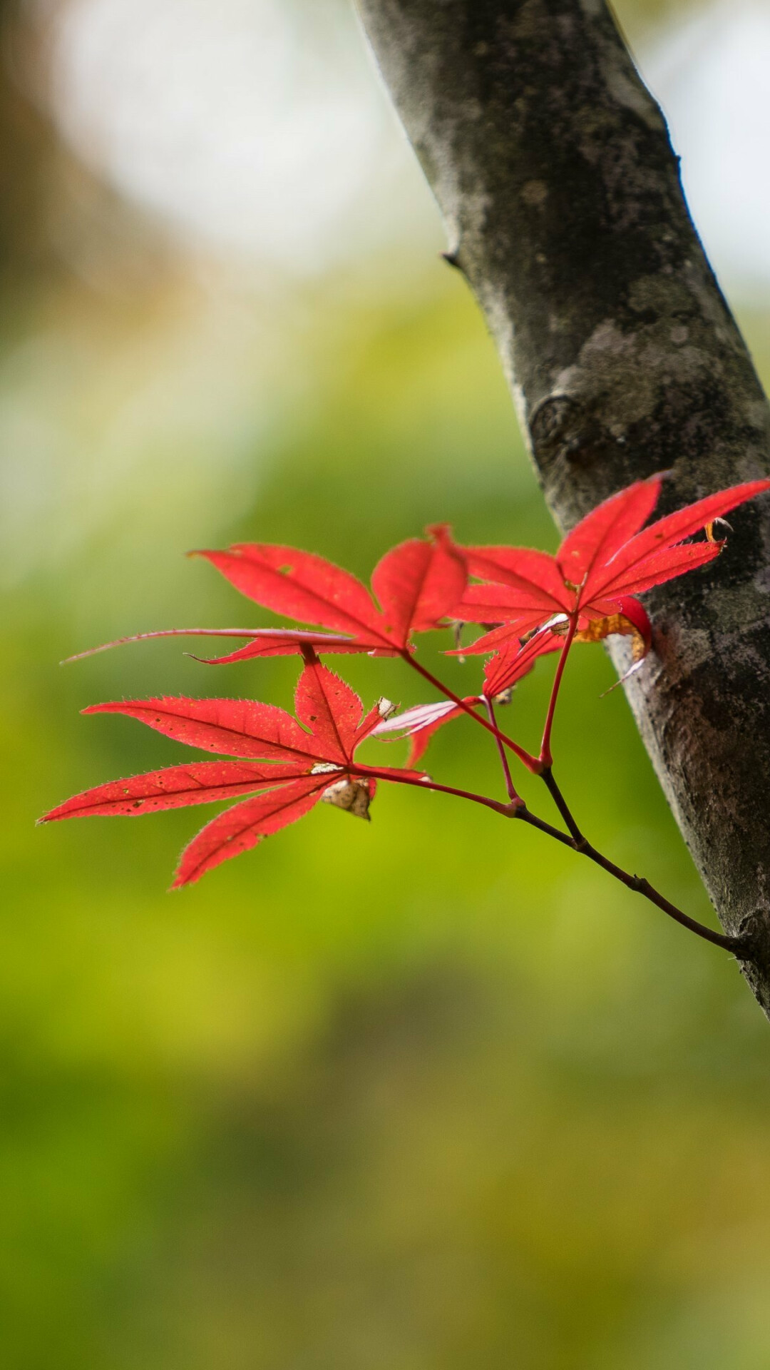 Red Japanese maple leaves, Tree branch bark, Blurred green foliage Red Japanese maple leaves, Tree branch bark, Blurred green foliage — 1080×1920 HD wallpaper