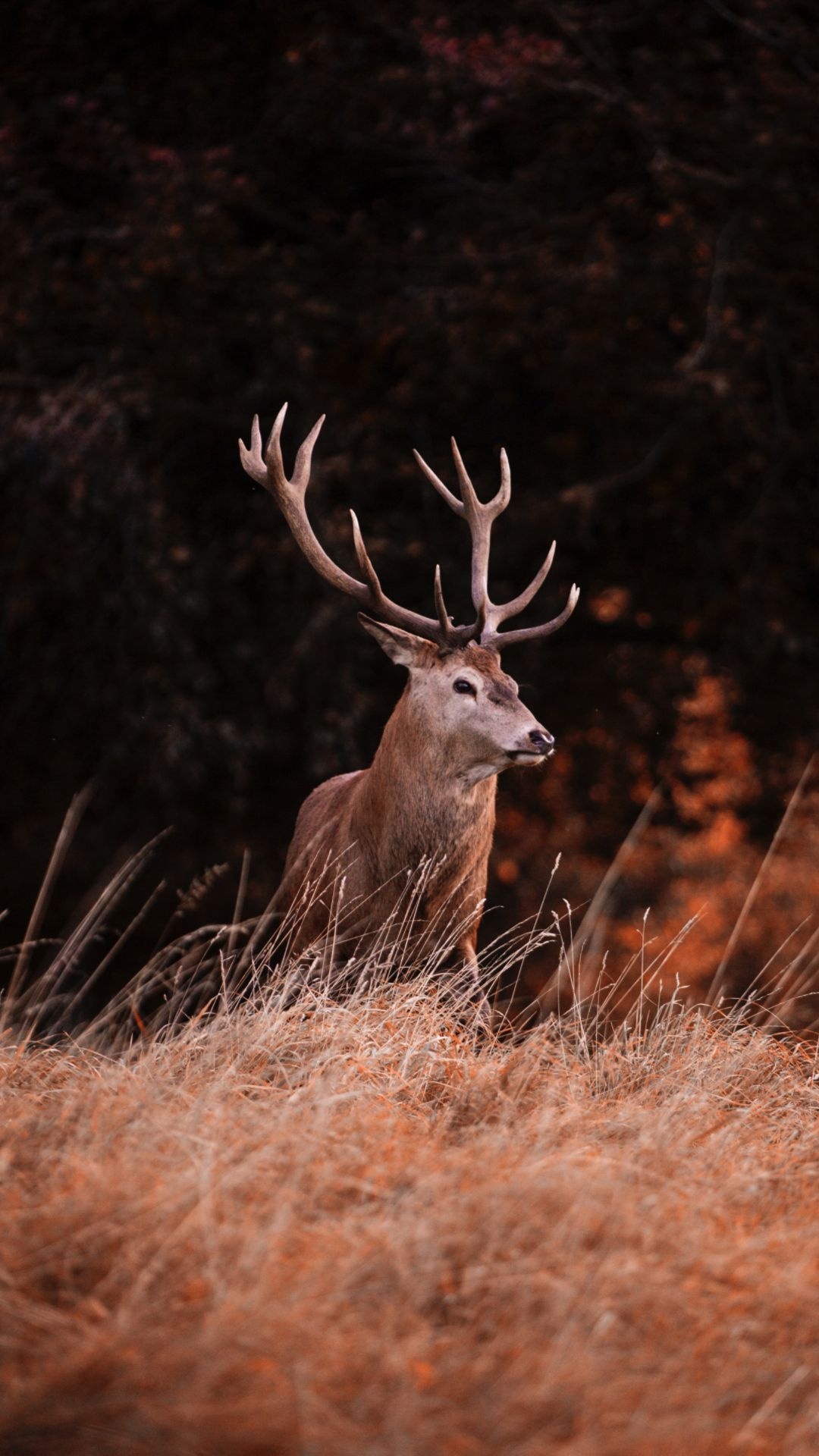 Red deer stag, Large antlers, Autumn tall grass Red deer stag, Large antlers, Autumn tall grass — 1080×1920 HD wallpaper