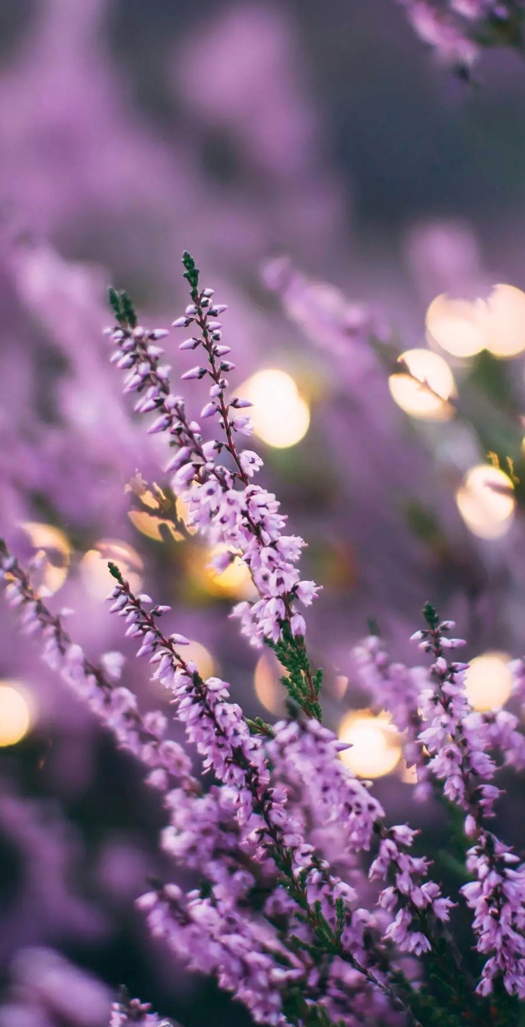 Purple heather flowers, Golden bokeh lights, Blurred field backdrop Purple heather flowers, Golden bokeh lights, Blurred field backdrop — 1080×2112 HD wallpaper