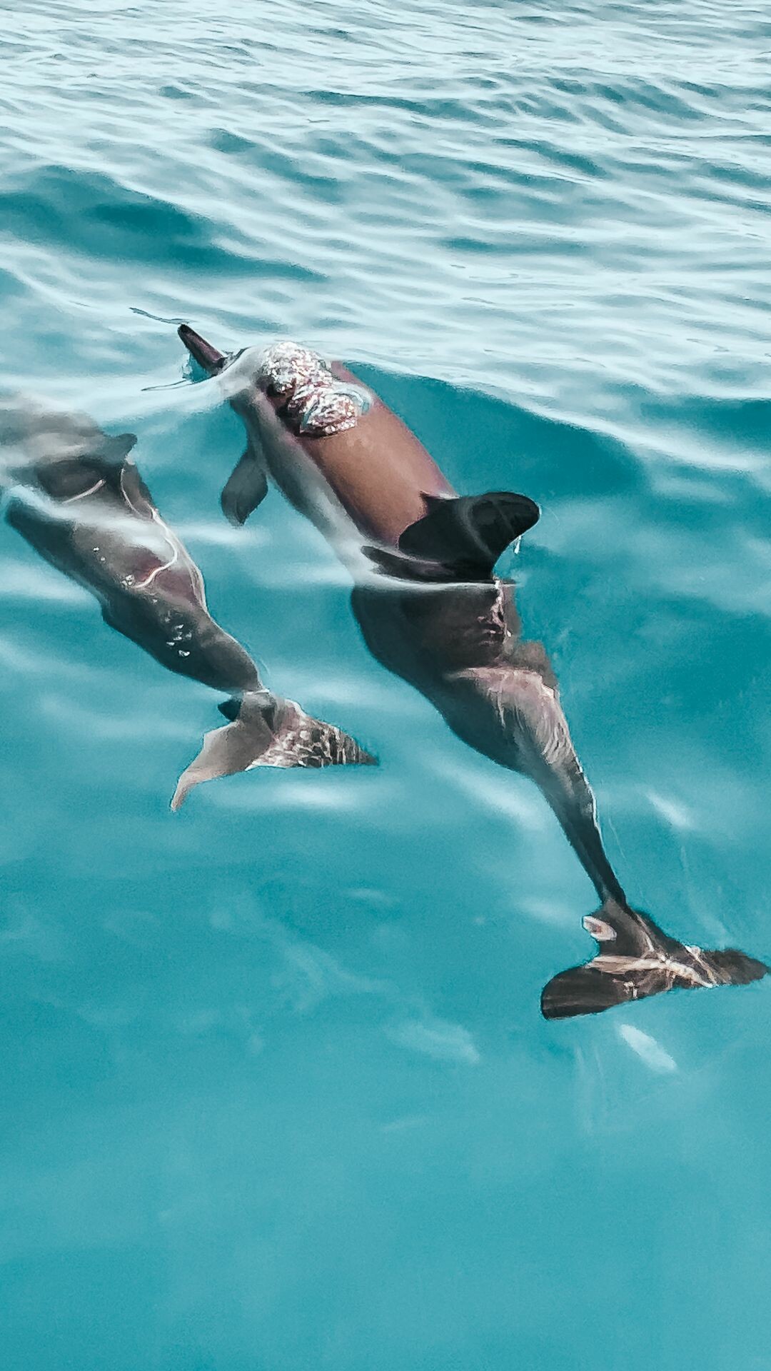 Two bottlenose dolphins, Turquoise ocean surface, Swimming near waterline — 1080×1920 HD wallpaper